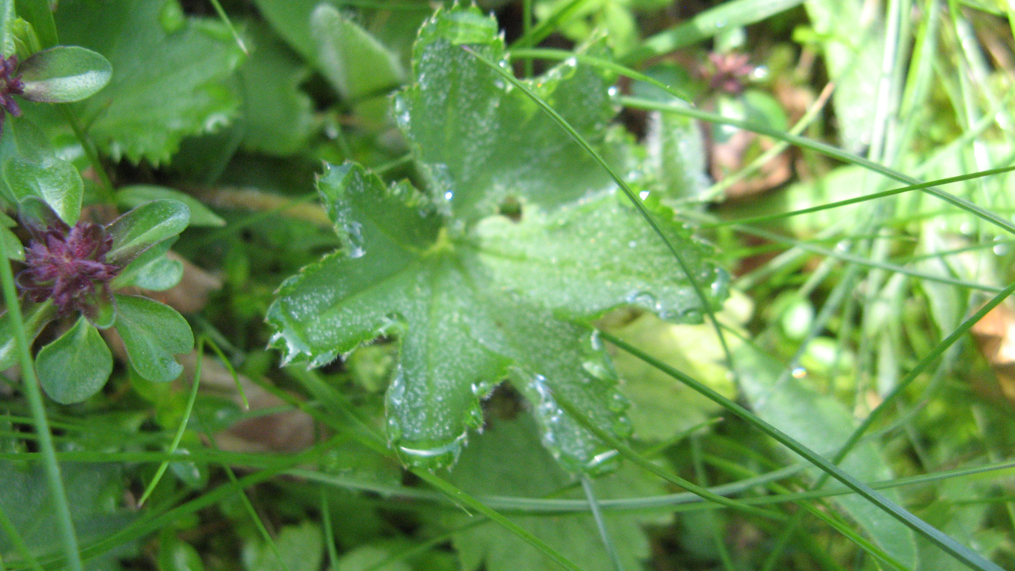 Canon POWERSHOT A710 IS sample photo. Morning dew photography