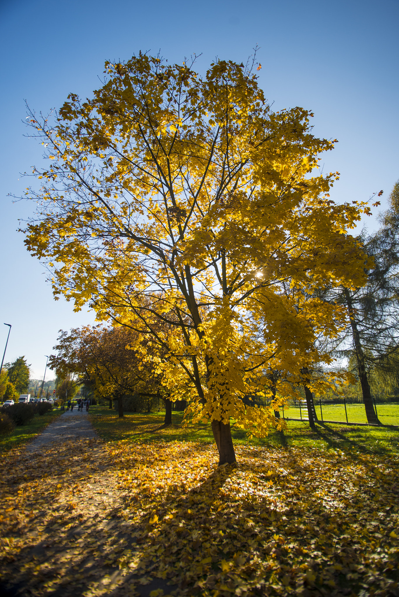 Nikon D600 sample photo. Beautiful od autumn photography