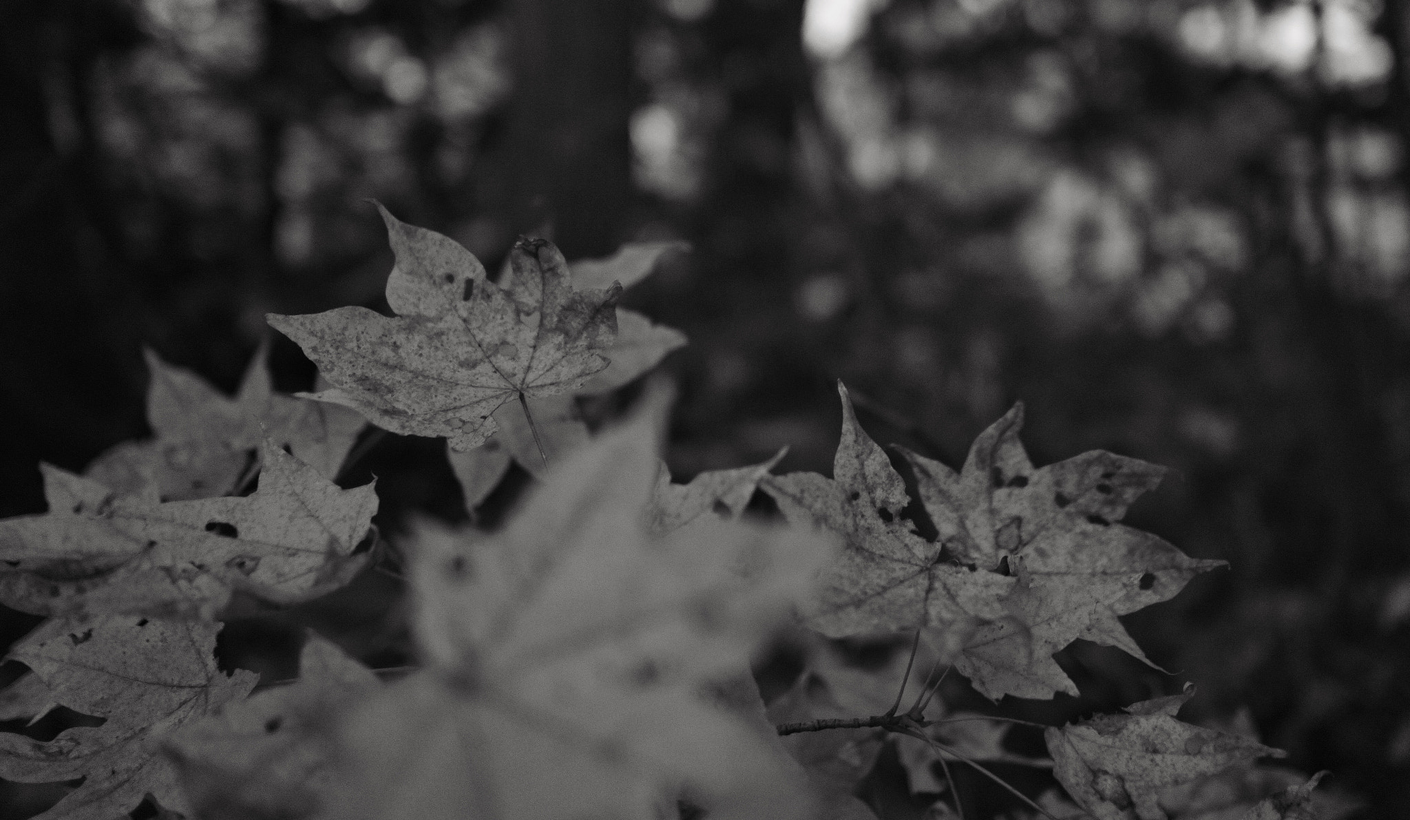 Sony a6000 + Sony Sonnar T* E 24mm F1.8 ZA sample photo. Autumn leaves photography