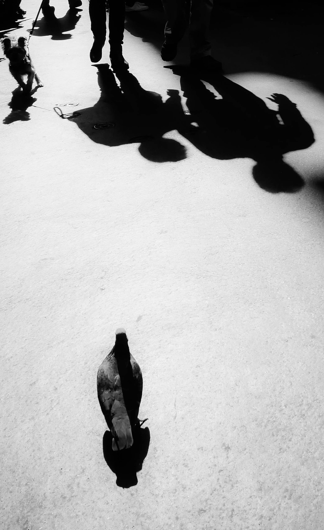 Panasonic Lumix DMC-GX85 (Lumix DMC-GX80 / Lumix DMC-GX7 Mark II) sample photo. Bird bigger than dog... photography