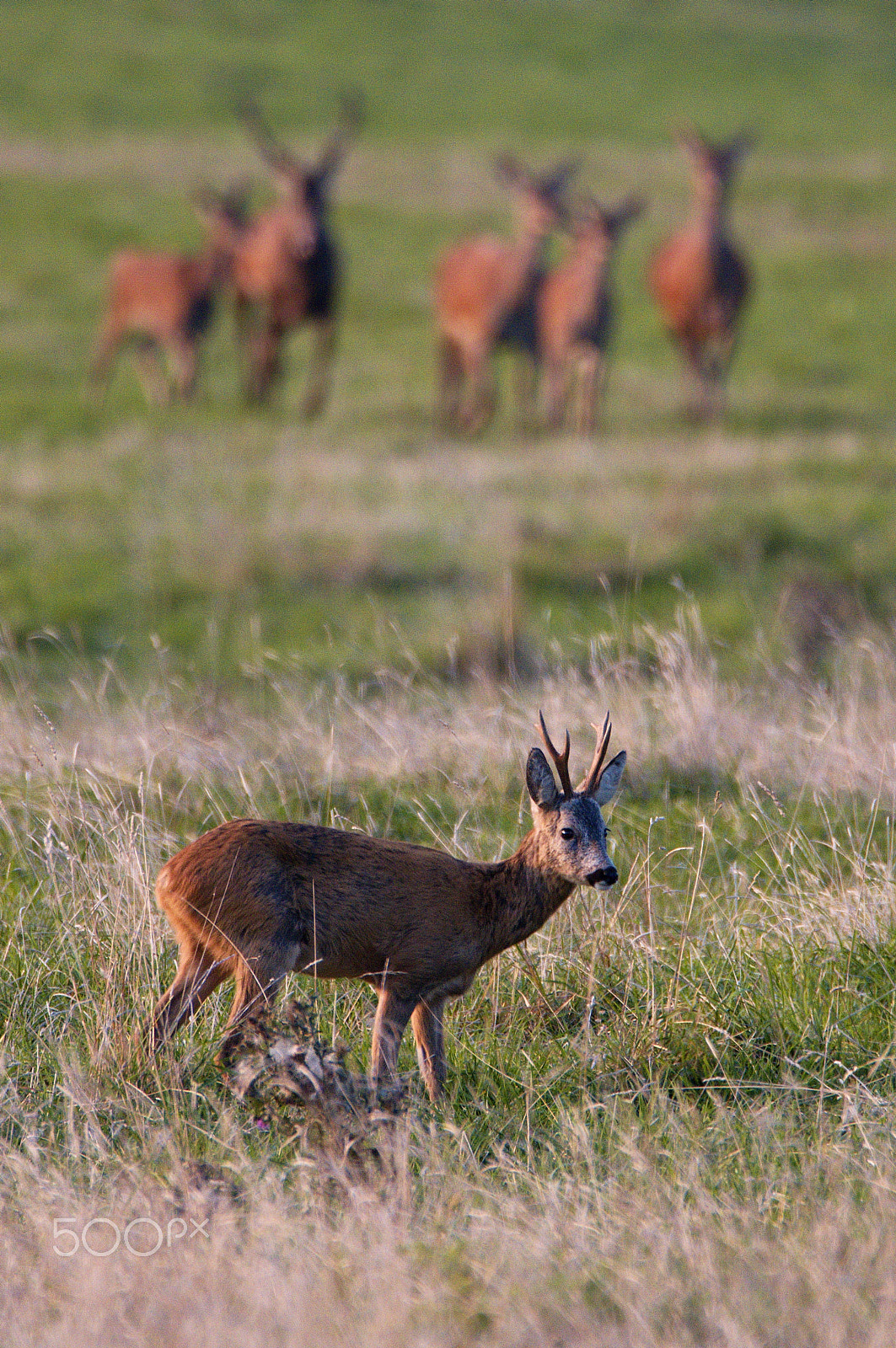 150.00 - 600.00 mm f/5.0 - 6.3 sample photo. Red deers and roe deer photography