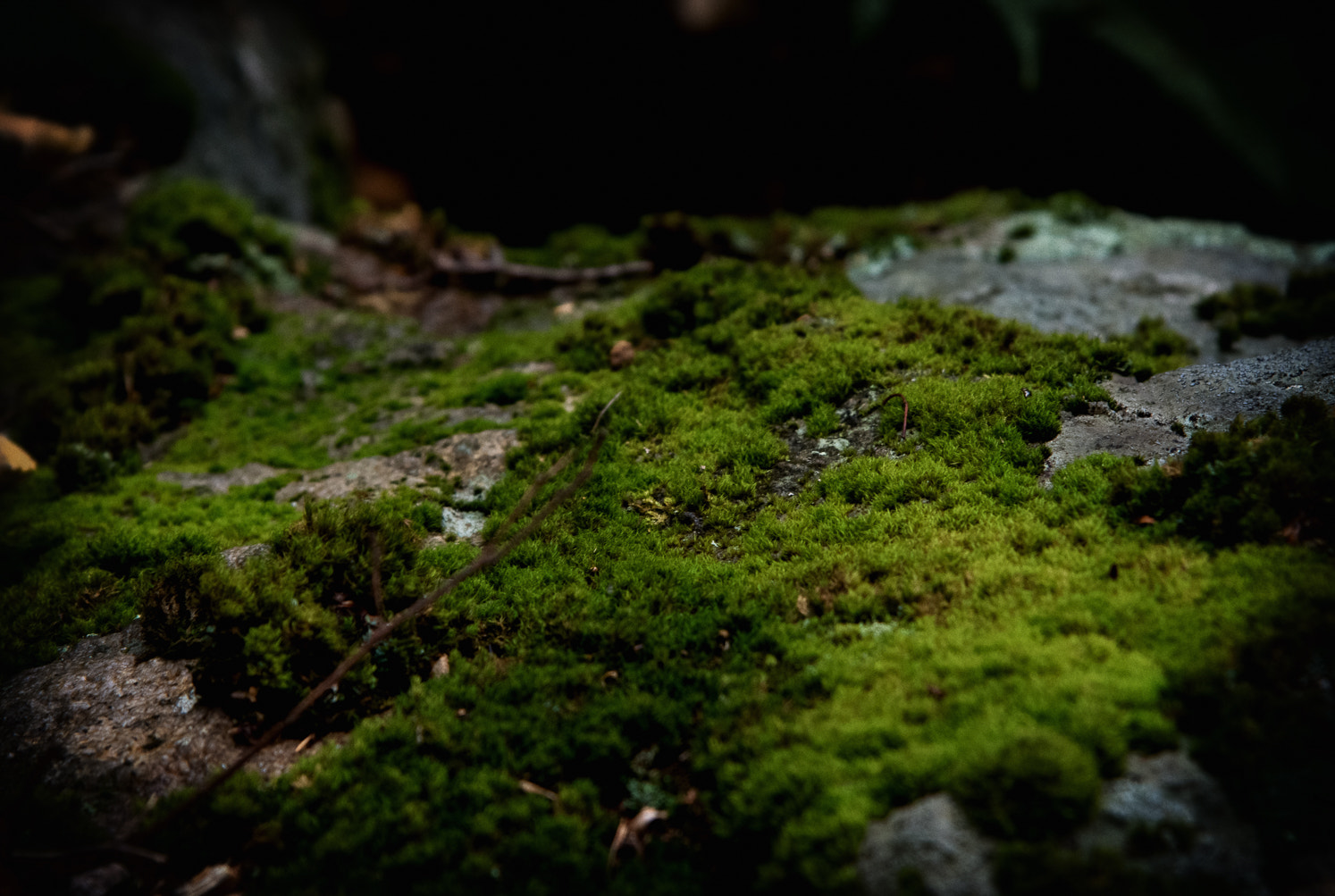Nikon AF-S Nikkor 24-120mm F4G ED VR sample photo. Moss photography
