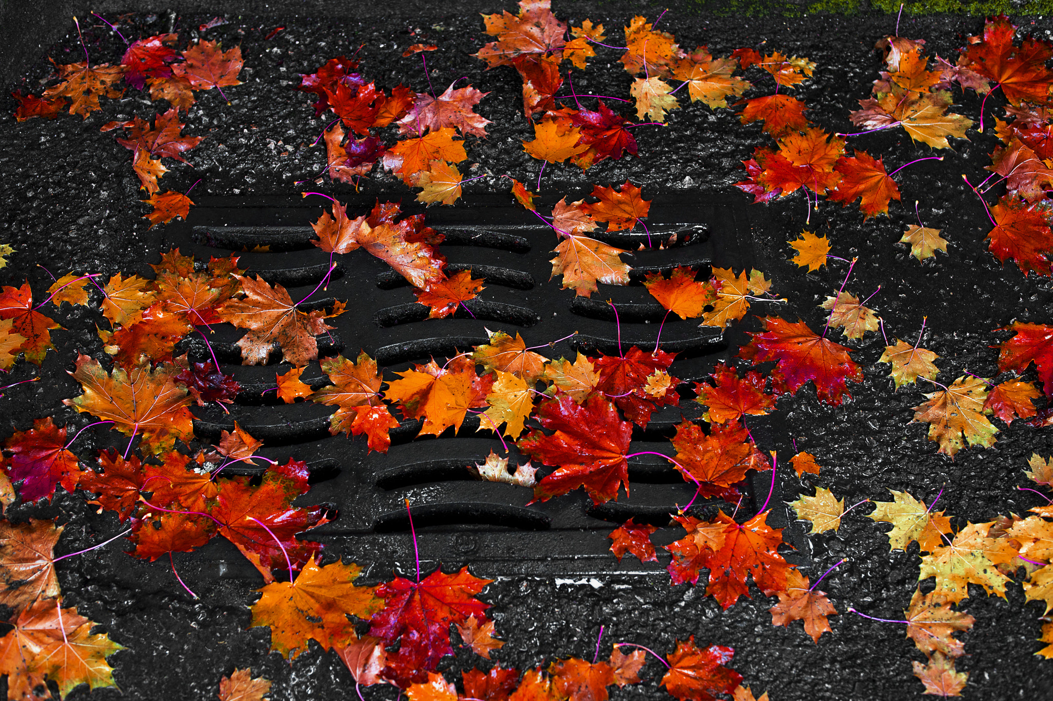 Nikon D4 + Nikon AF-S Nikkor 50mm F1.4G sample photo. Autumn colors photography