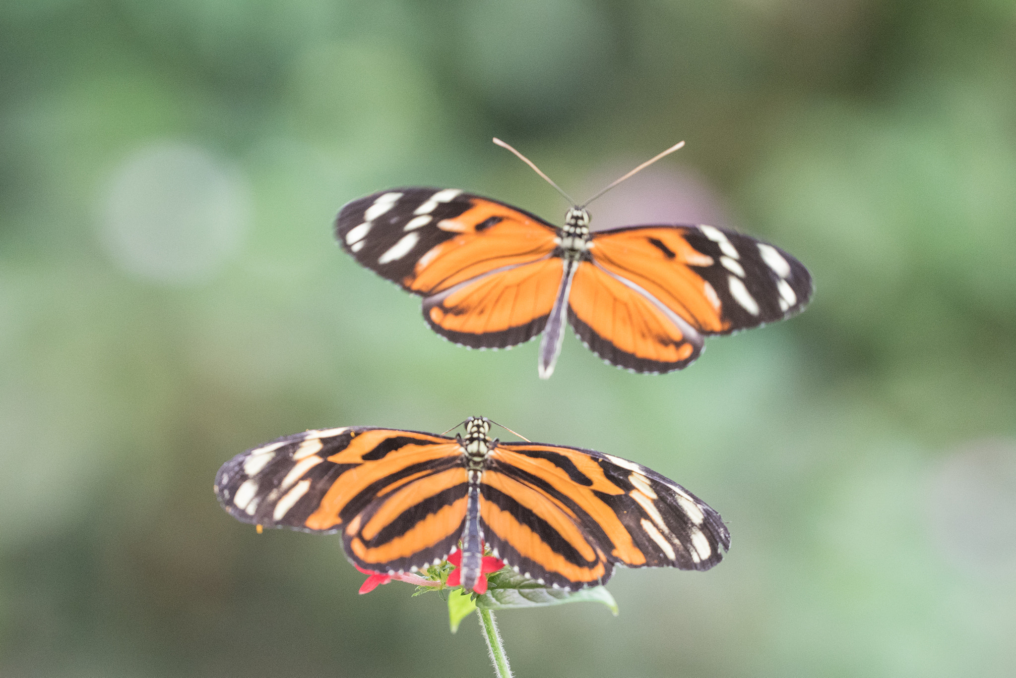 Sigma 150mm F2.8 EX DG OS Macro HSM sample photo. Vol nuptial d'heliconius photography