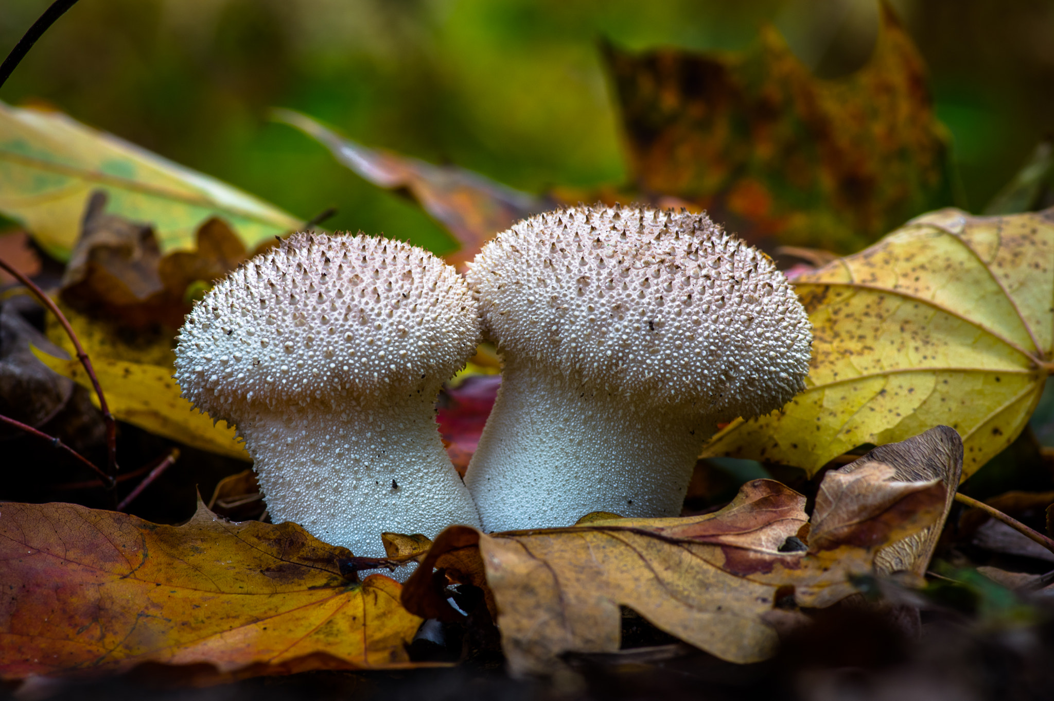 Pentax smc D-FA 100mm F2.8 Macro WR sample photo. Lycoperdon echinatum - spiny puffball photography