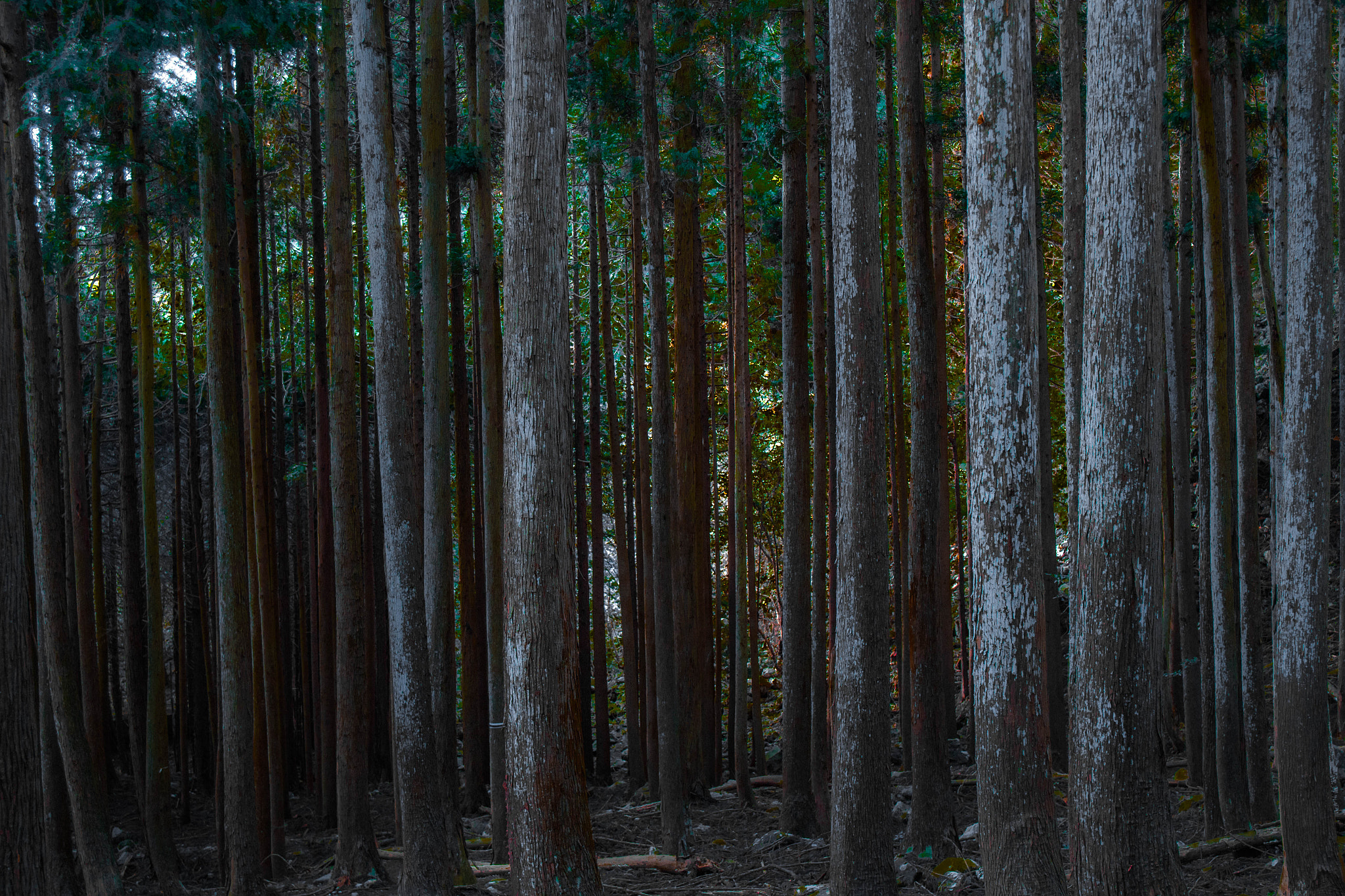 Canon EOS 100D (EOS Rebel SL1 / EOS Kiss X7) sample photo. Forest photography