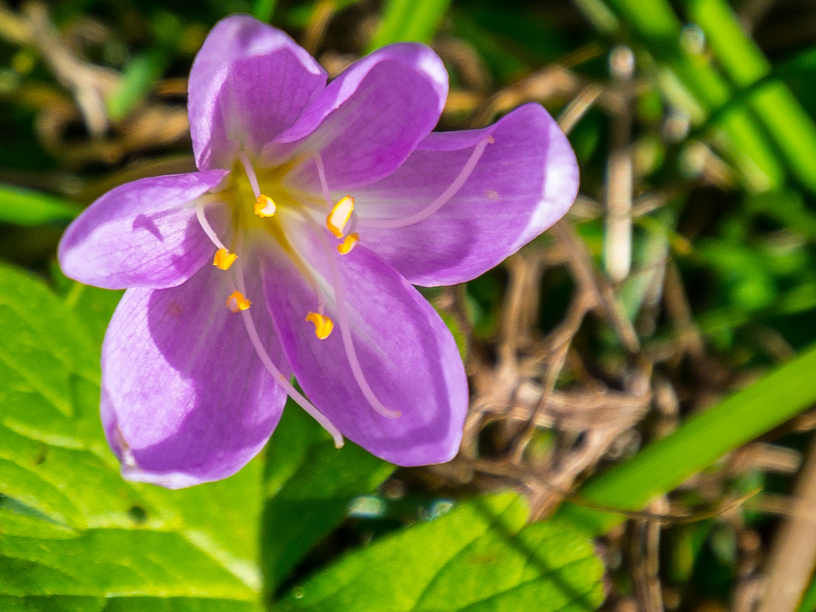 Olympus OM-D E-M10 sample photo. Little flower photography