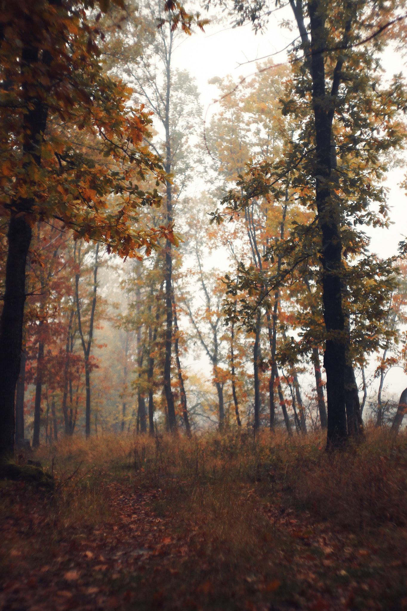 Canon EF 35-80mm f/4-5.6 sample photo. Foggy autumn photography