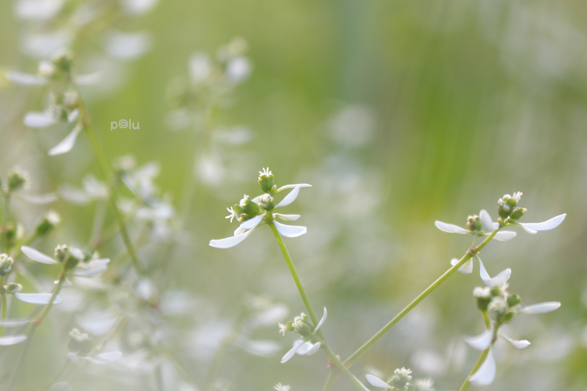 Canon EOS 700D (EOS Rebel T5i / EOS Kiss X7i) sample photo