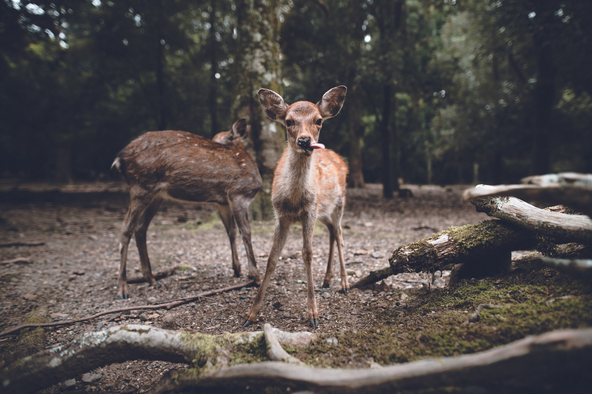 Sony a7R II + Sigma 24mm F1.4 DG HSM Art sample photo. Http://instagram.com/zachallia photography