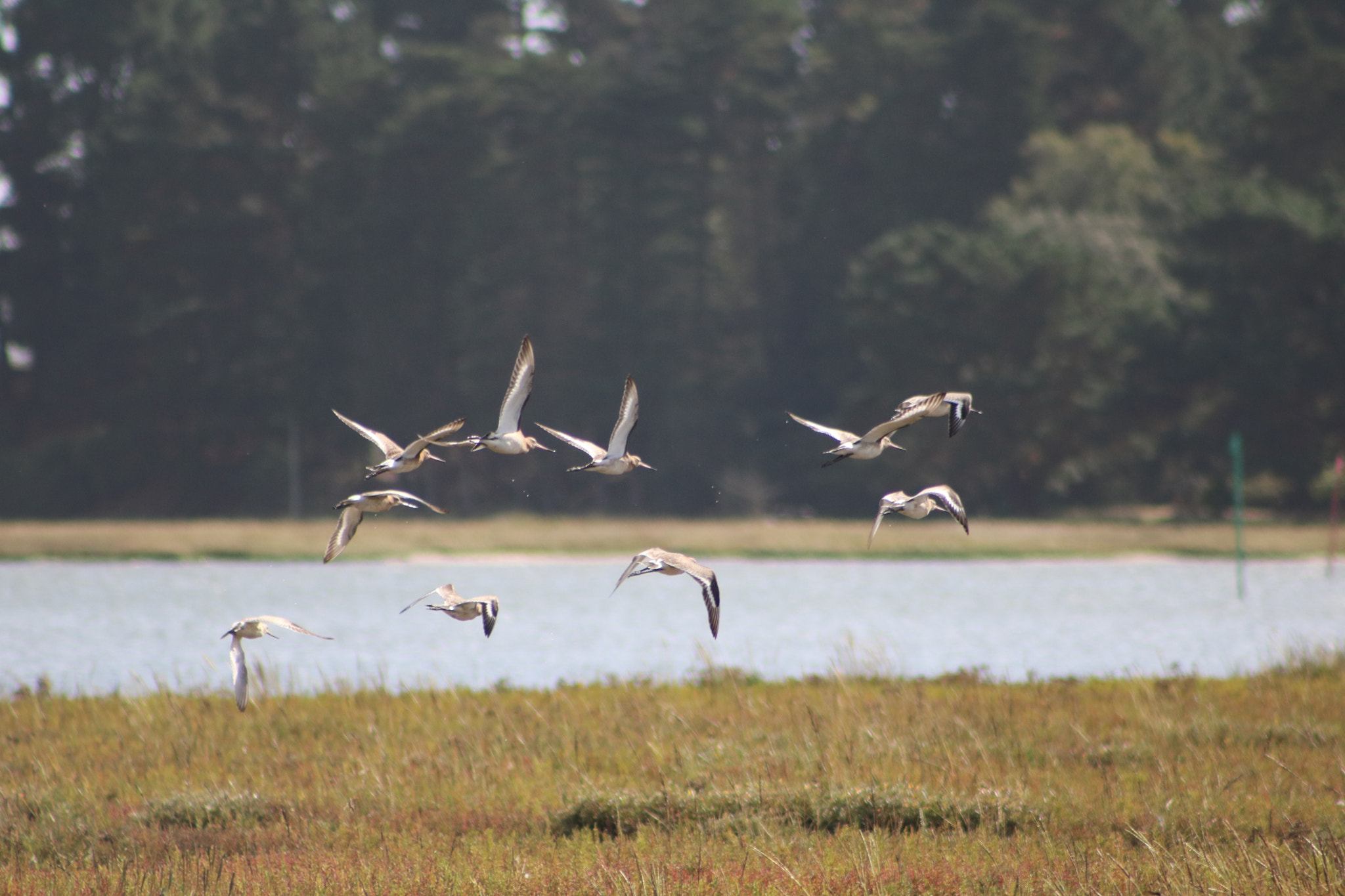 Canon EOS 760D (EOS Rebel T6s / EOS 8000D) + EF75-300mm f/4-5.6 sample photo. Taking flight photography