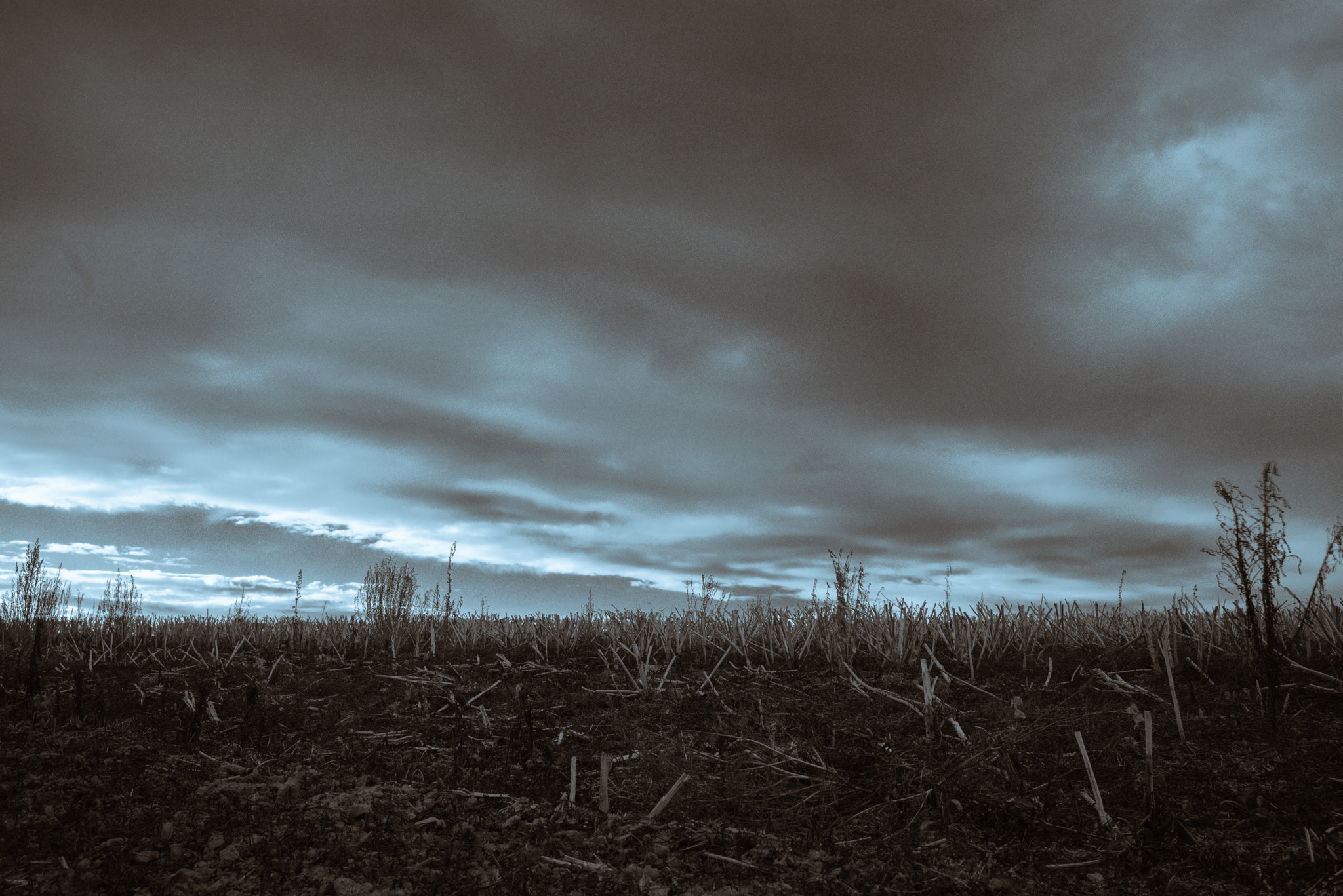 E 35mm F2 sample photo. Stalks photography