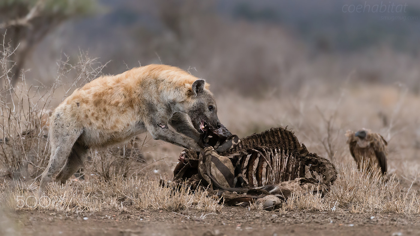 Nikon AF-S Nikkor 200-400mm F4G ED-IF VR sample photo. The last scraps photography
