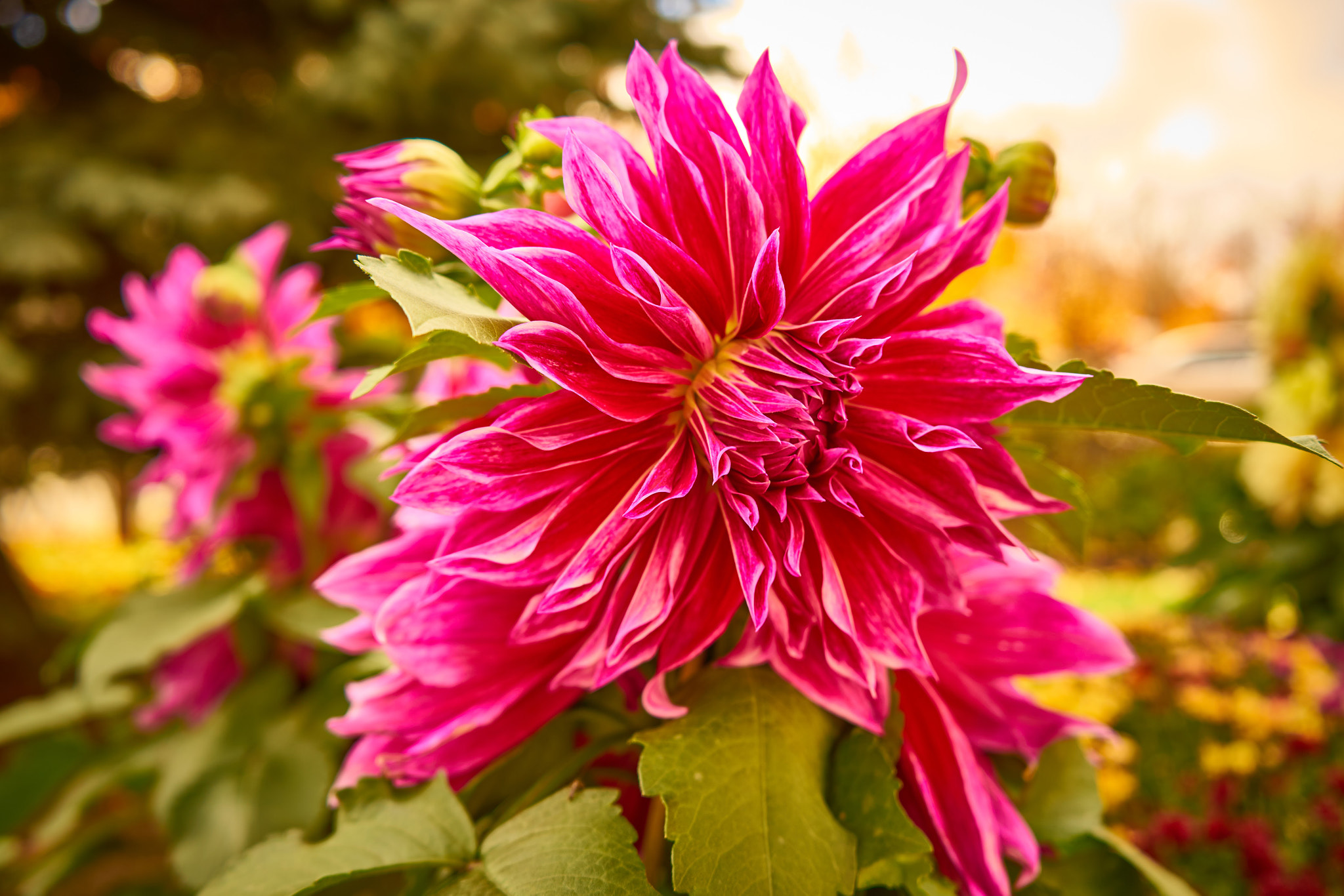Sony FE 28-70mm F3.5-5.6 OSS sample photo. The flower. photography
