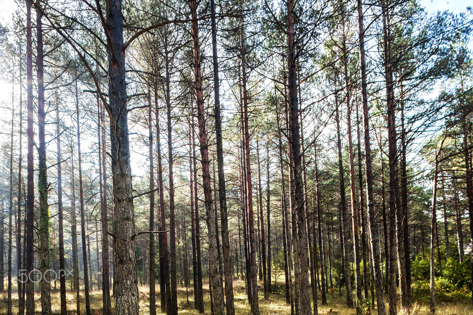 Canon TS-E 24mm f/3.5L sample photo. Pinetum photography