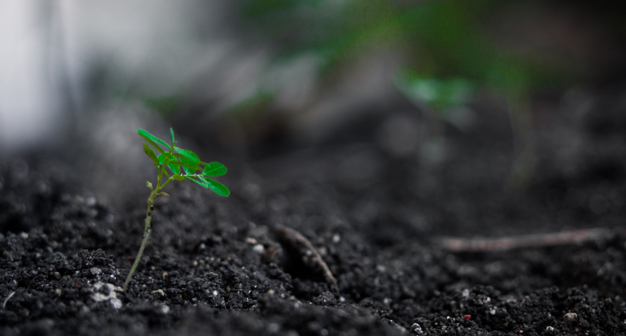 35-70mm F4 sample photo. Growth photography