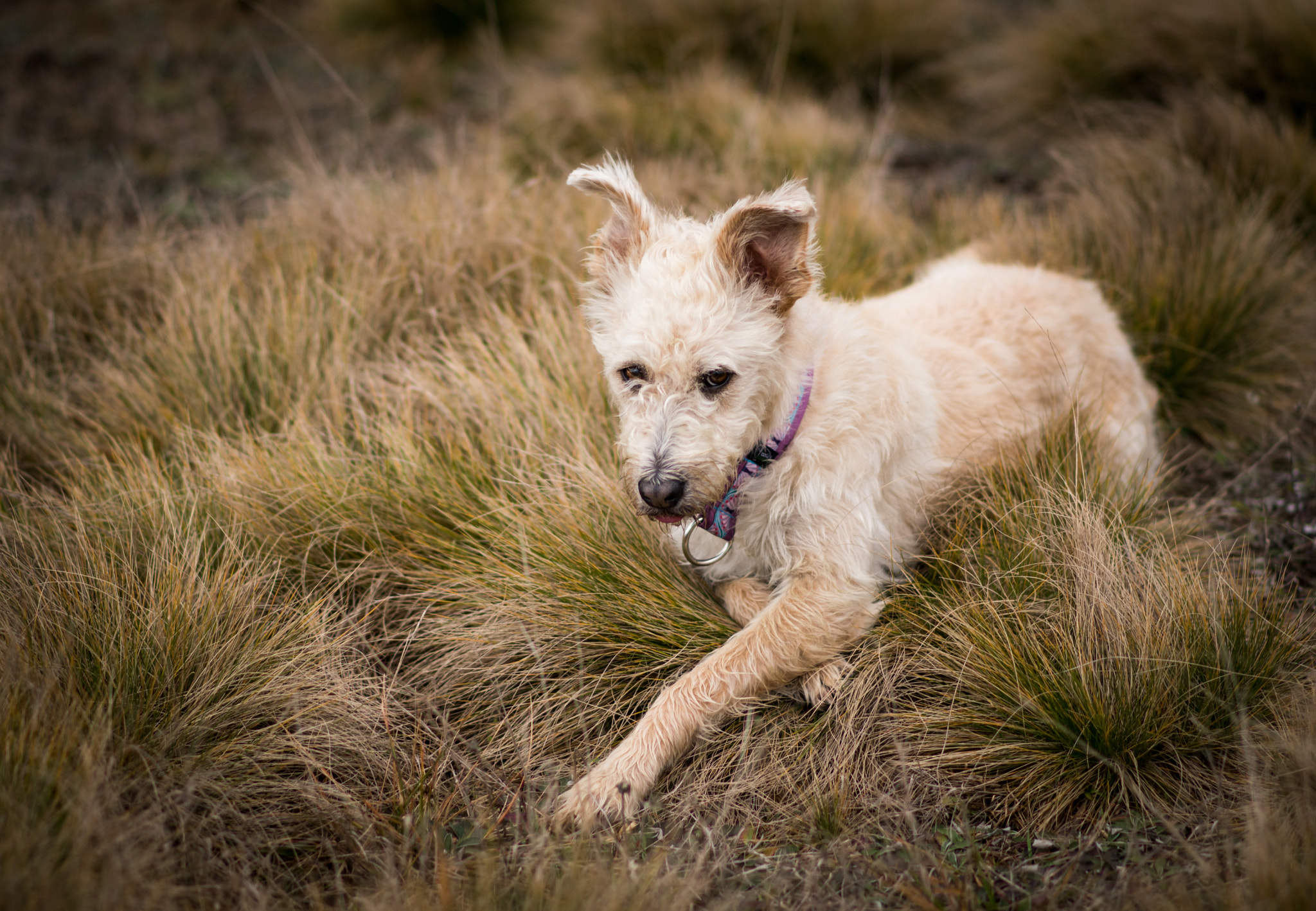 Nikon D5500 + Nikon AF-S Nikkor 85mm F1.8G sample photo. Cross paws photography