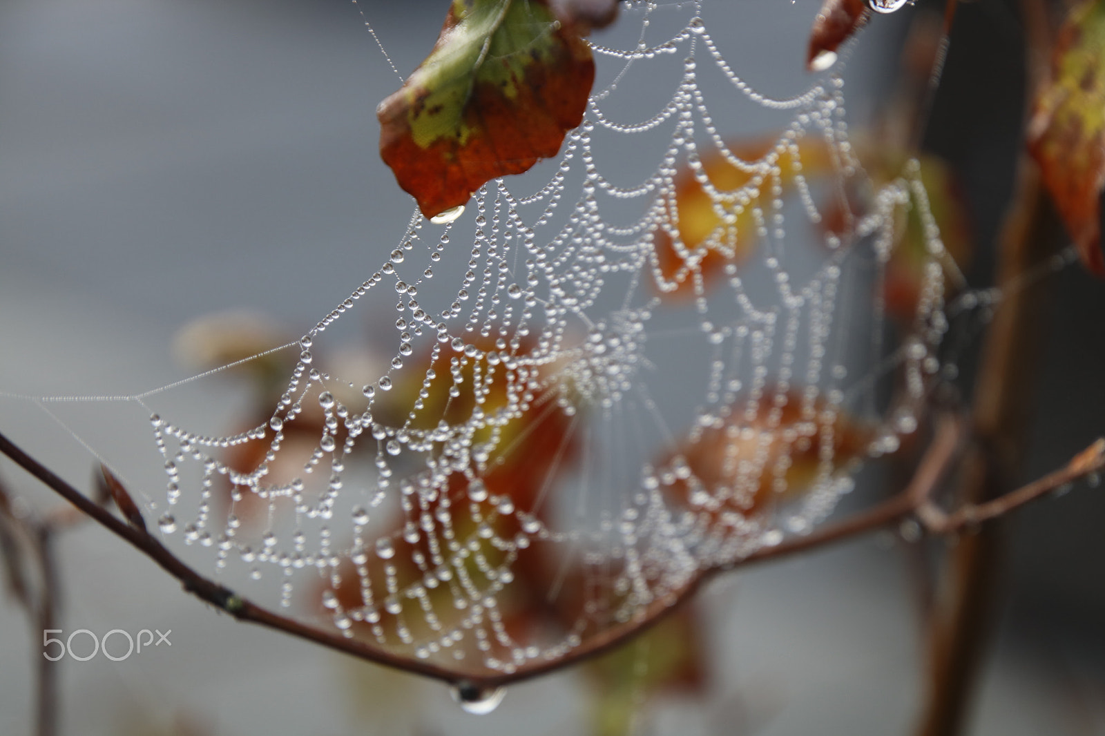 Canon EOS 750D (EOS Rebel T6i / EOS Kiss X8i) sample photo. Mistig photography
