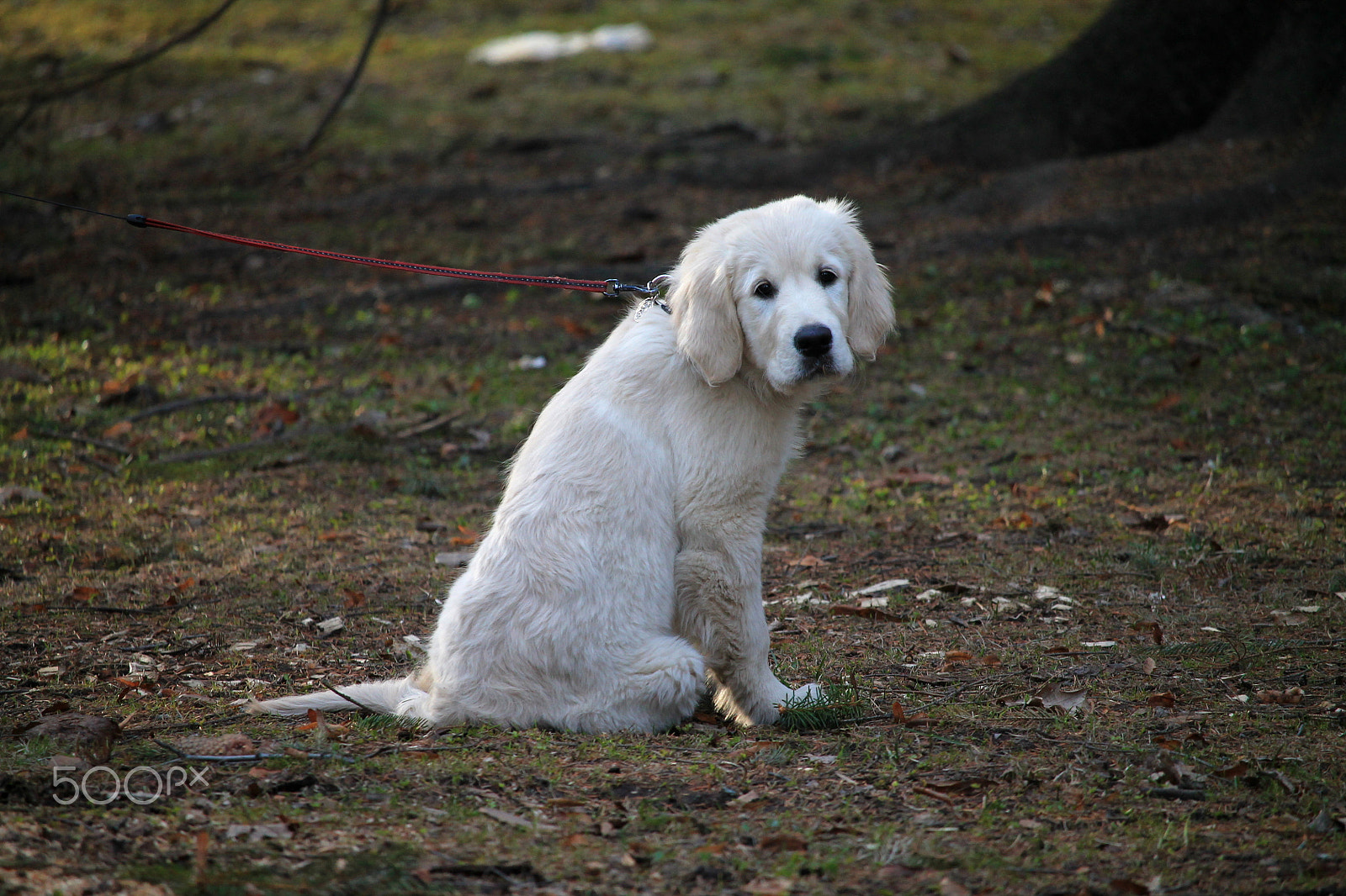 Canon EF-S 55-250mm F4-5.6 IS STM sample photo. Img photography