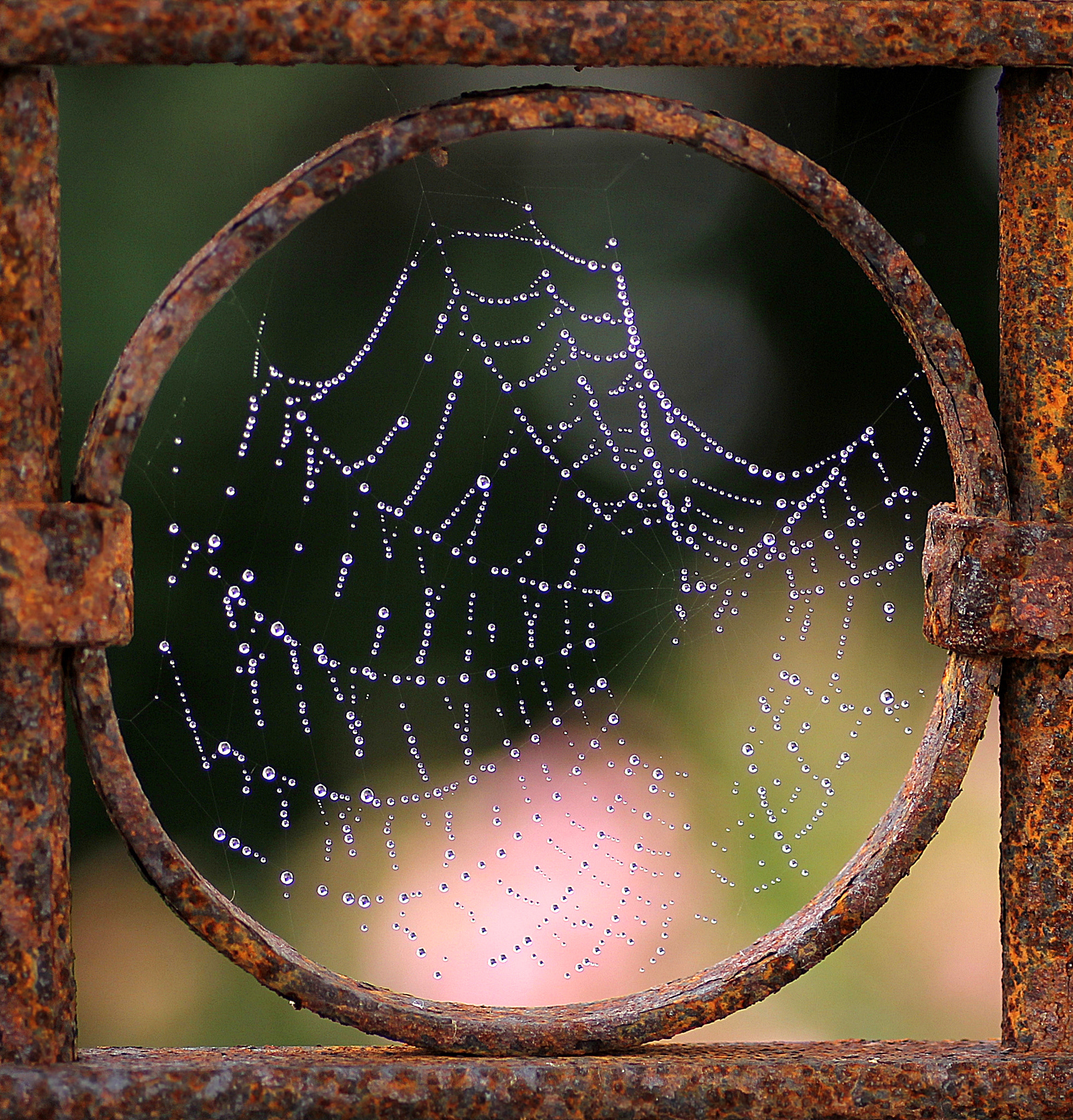 Canon EOS 60D + Tamron SP AF 90mm F2.8 Di Macro sample photo. Herbst spinnennetz photography