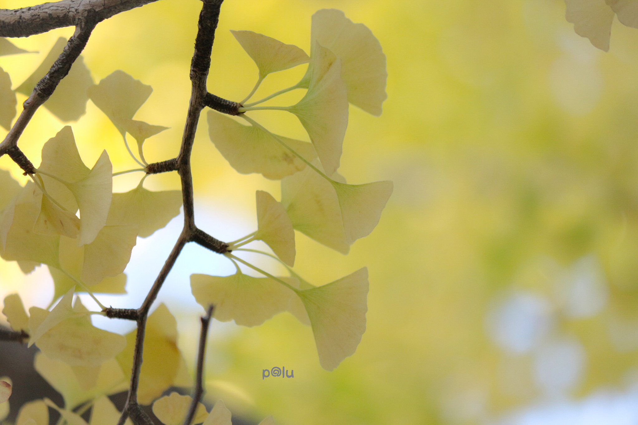 Canon EOS 700D (EOS Rebel T5i / EOS Kiss X7i) sample photo