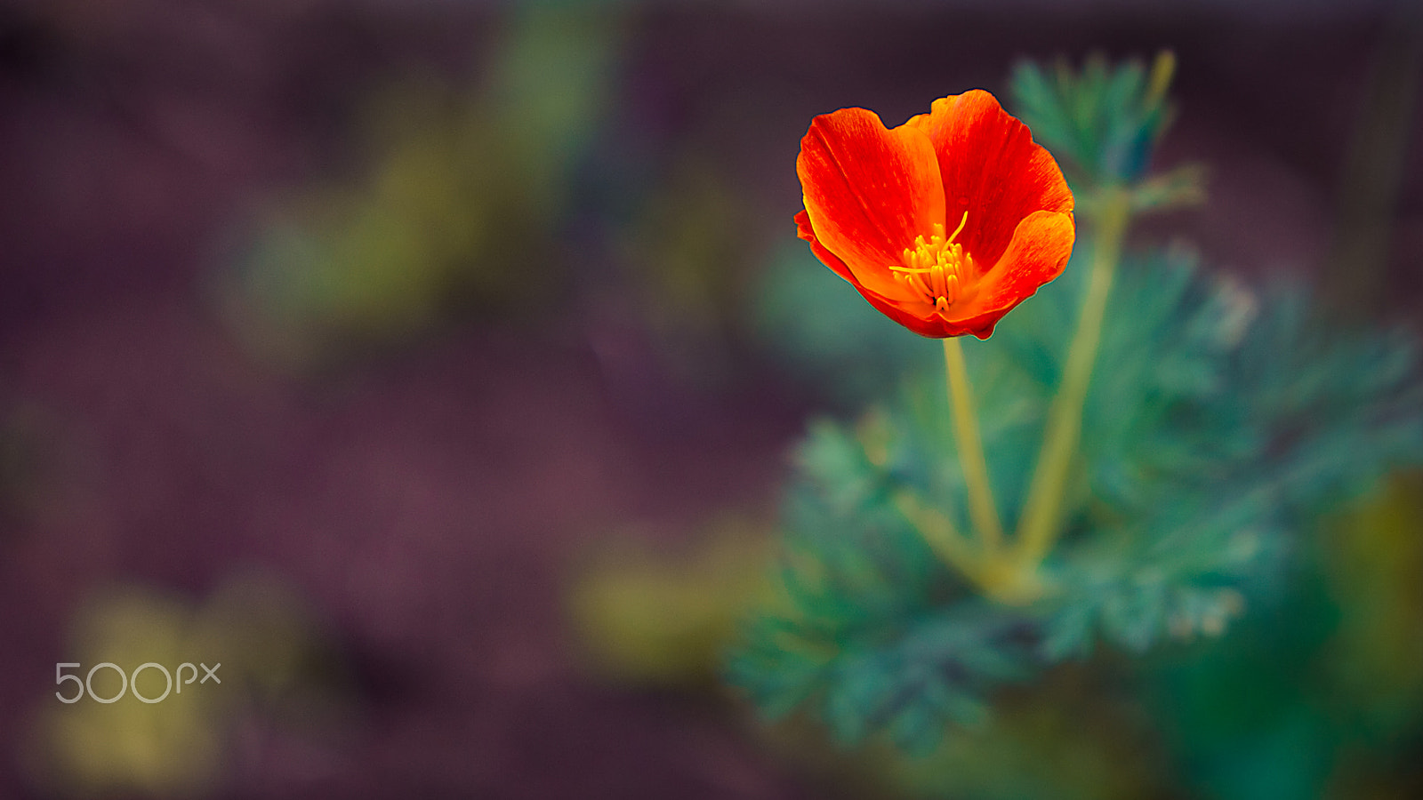 Canon EOS-1D Mark III sample photo. Presumida photography