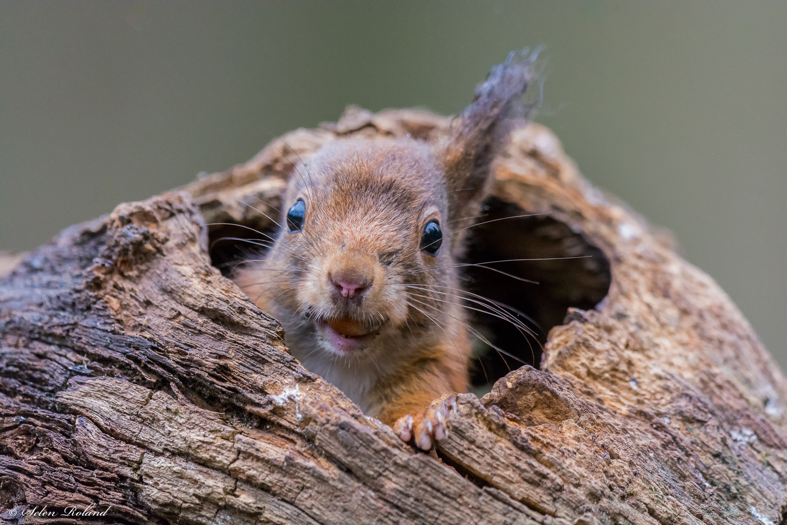 Nikon AF-S Nikkor 500mm F4G ED VR sample photo. Eekhoorn - belgium squirrel photography