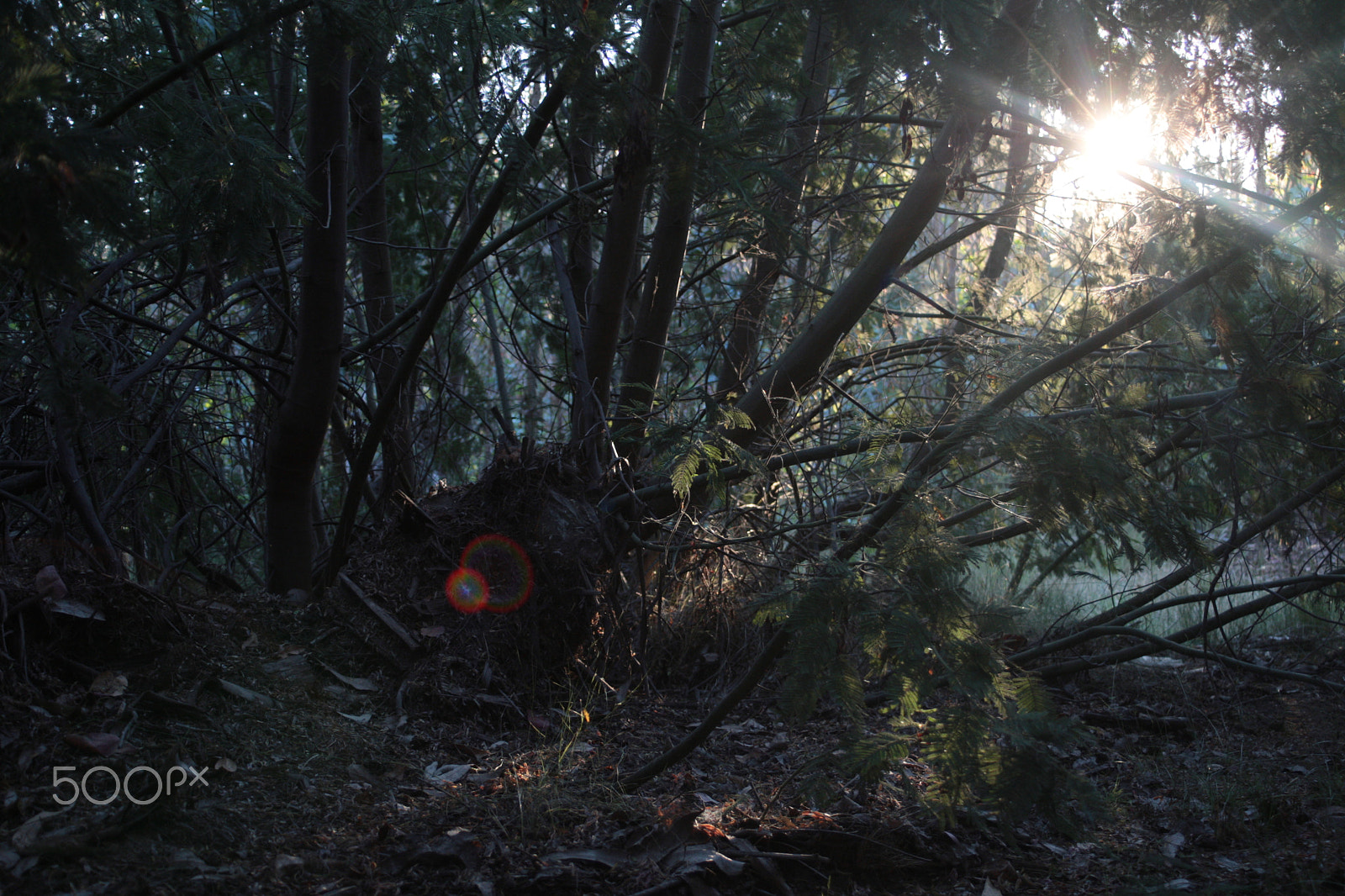 Canon EOS-1D Mark III sample photo. Light between the woods photography
