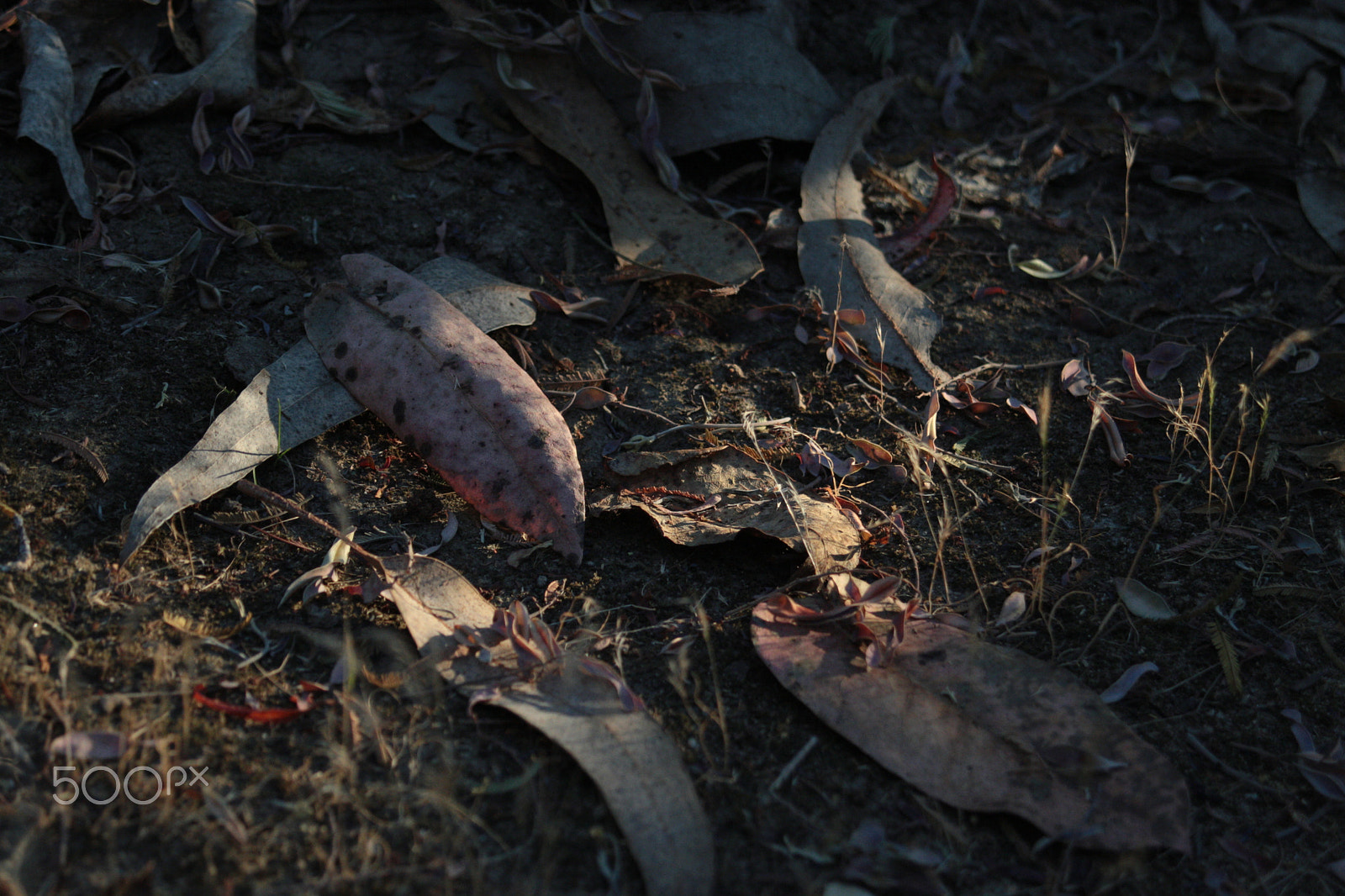 Canon EOS-1D Mark III sample photo. Detailed dry leaves photography