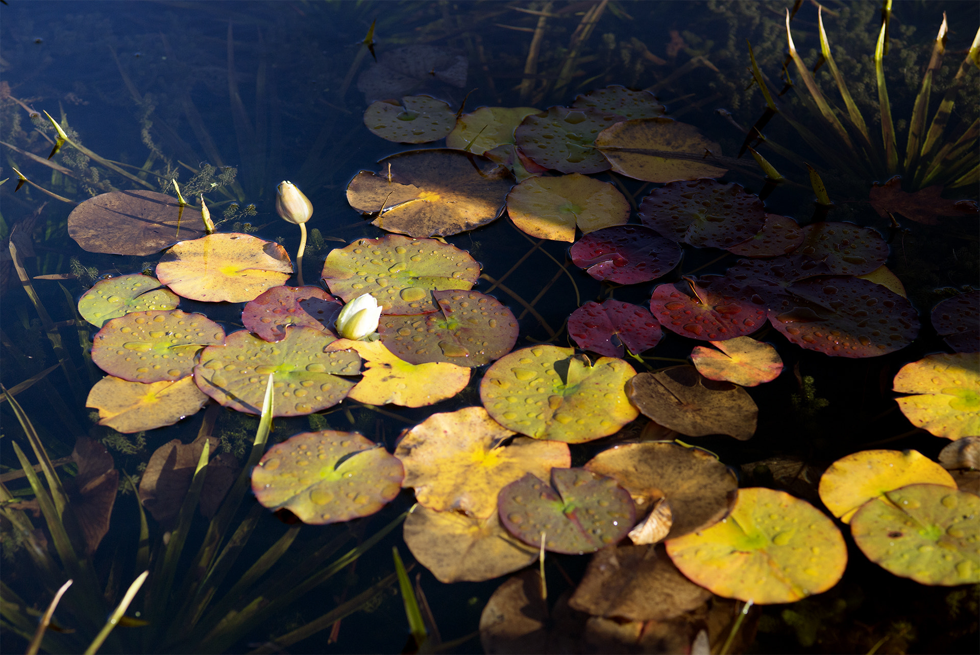 ZEISS Makro-Planar T* 100mm F2 sample photo. Autumn light photography