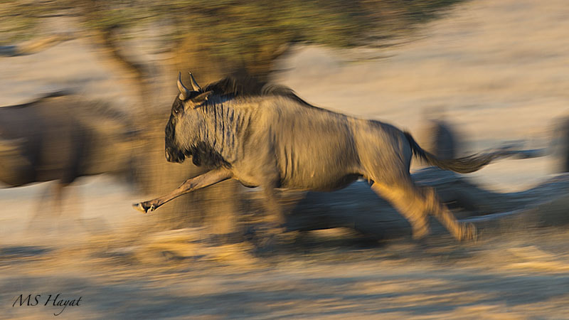 Nikon D4 + Nikon AF-S Nikkor 600mm F4G ED VR sample photo. Jump!! wildebeest taken on slower shutter speed to ... photography