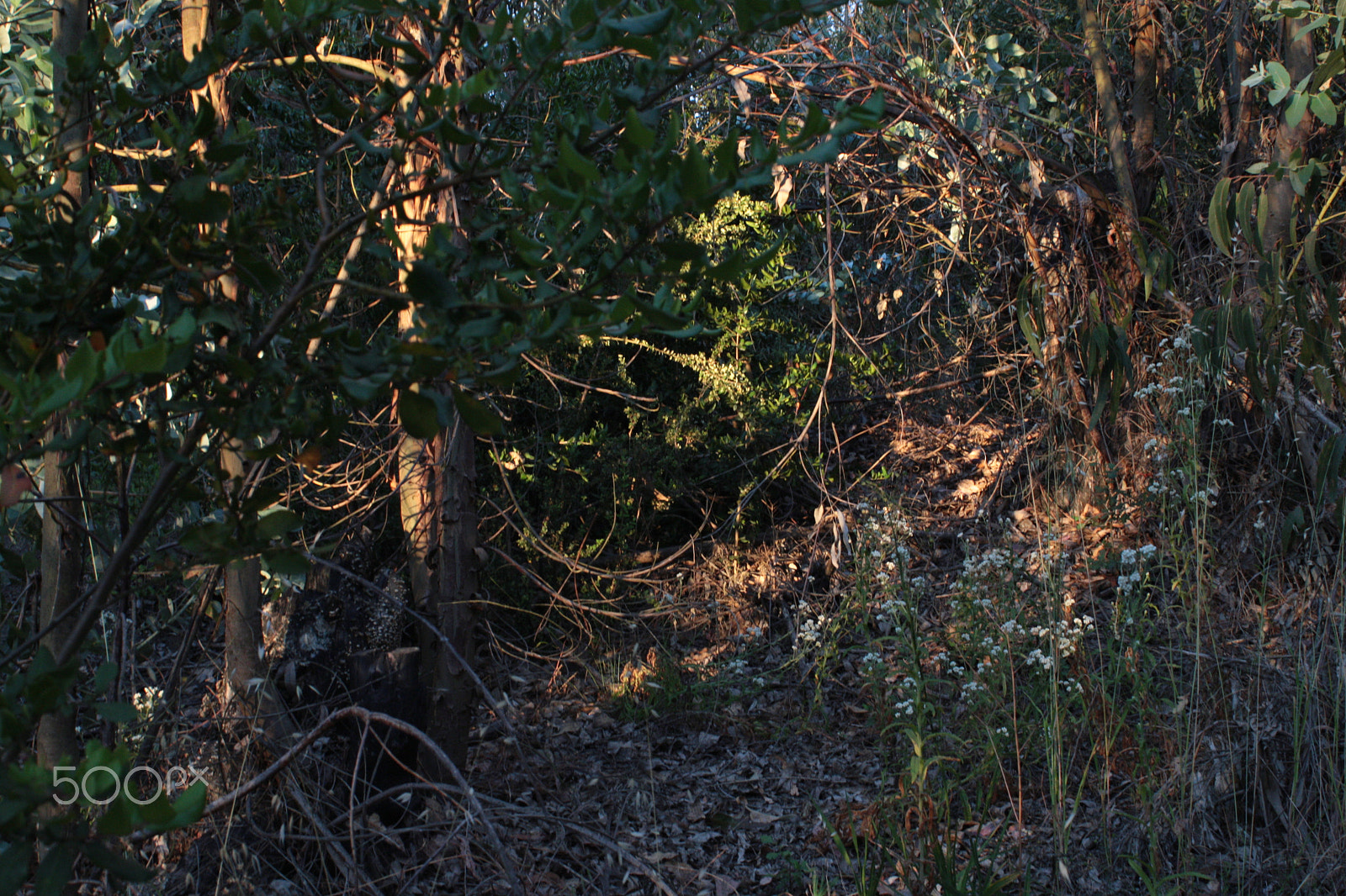 Canon EOS-1D Mark III sample photo. Woods colors photography