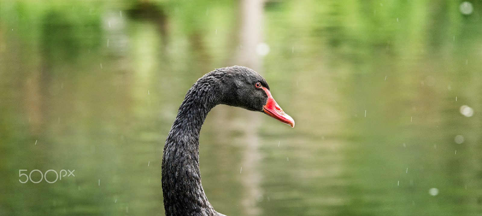Nikon Nikkor AF-S 300mm F4E PF ED VR sample photo. Black swan photography