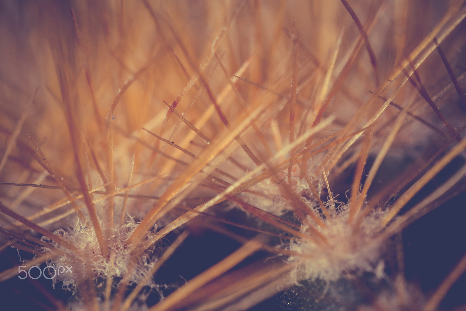 Canon MP-E 65mm F2.5 1-5x Macro Photo sample photo. @me photography