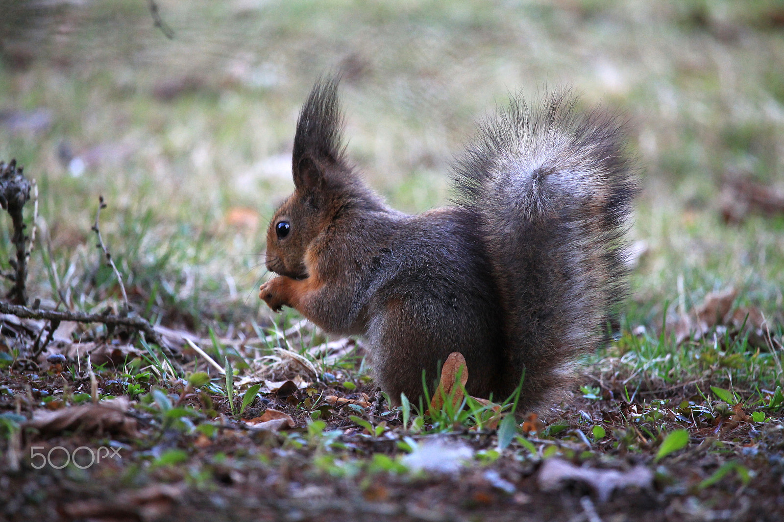 Canon EF-S 55-250mm F4-5.6 IS STM sample photo. Img photography