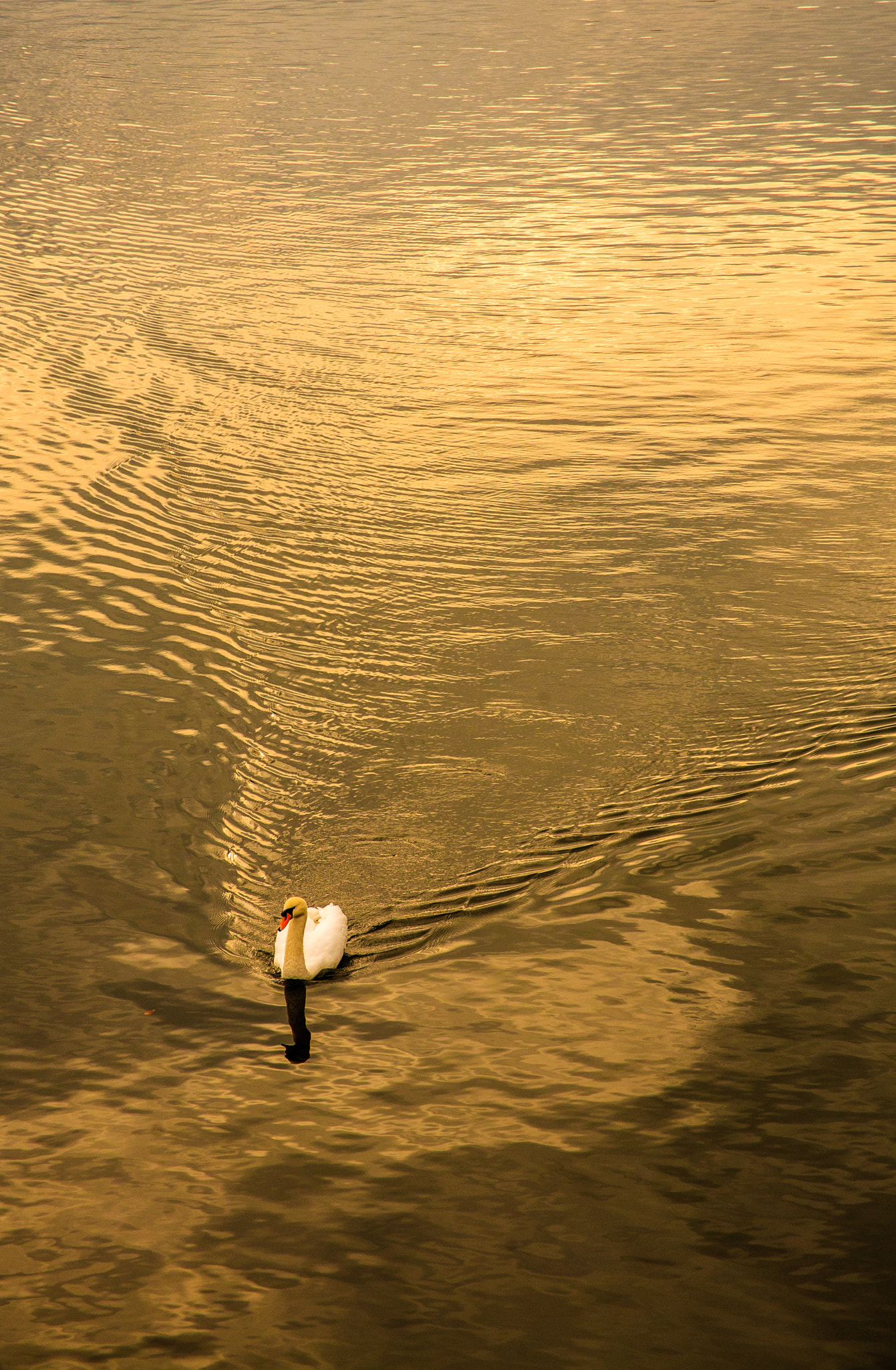 Canon EF 24-85mm F3.5-4.5 USM sample photo. River of gold photography