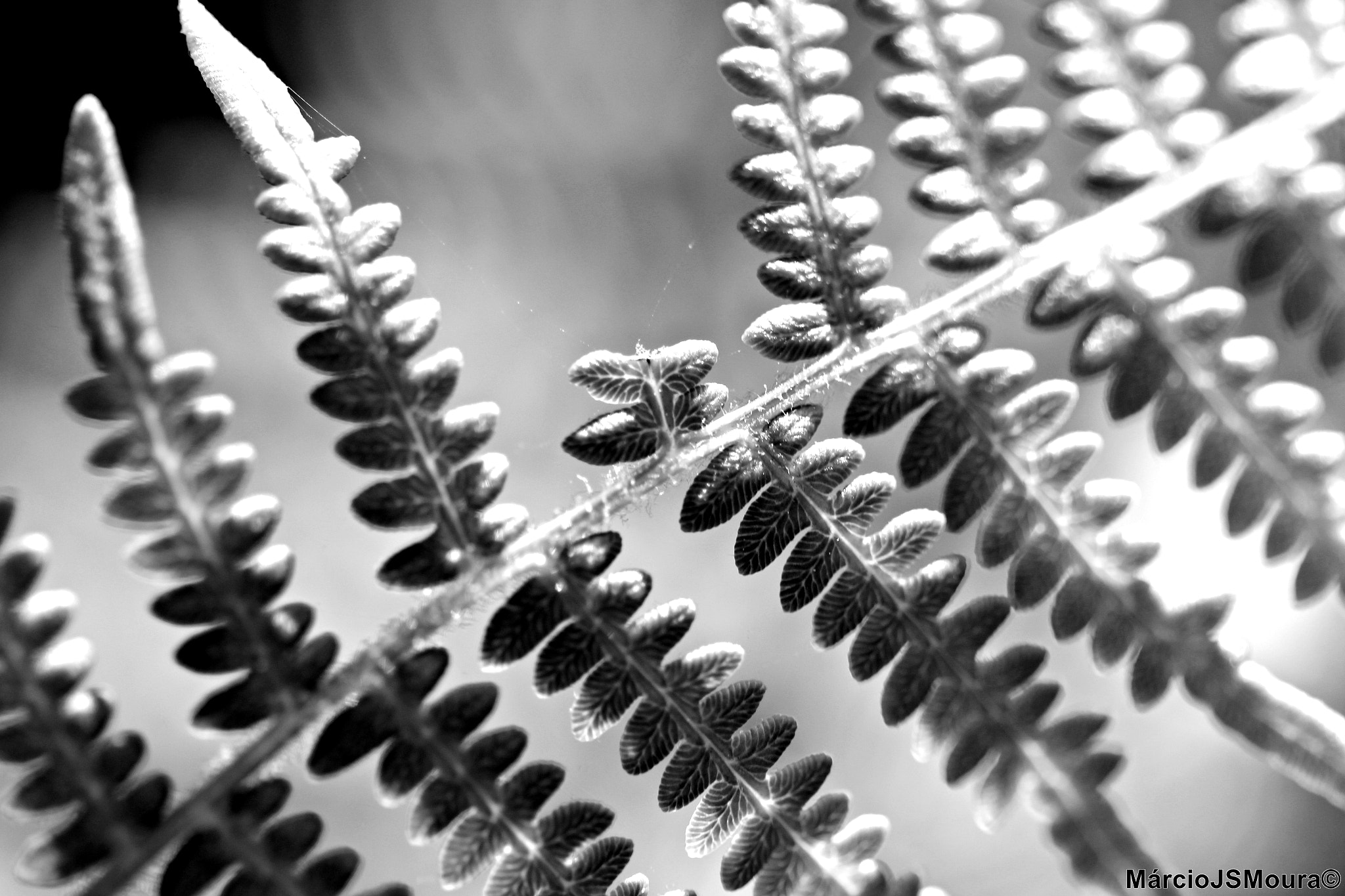 Sigma 24-105mm f/4 DG OS HSM | A sample photo. A falha... (the fault) photography