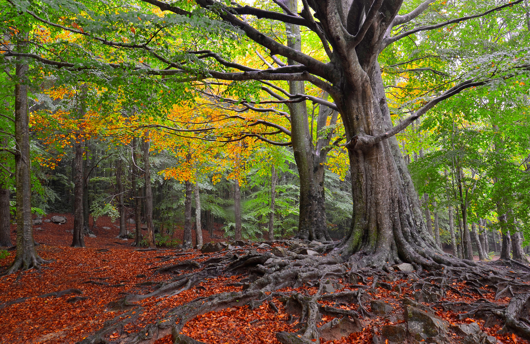 Nikon AF-S Nikkor 14-24mm F2.8G ED sample photo. Hayas del montseny photography
