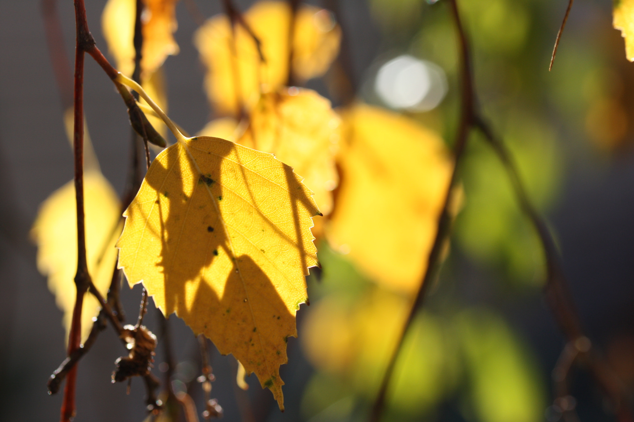 Canon EF-S 60mm F2.8 Macro USM sample photo. Autumn's colors photography
