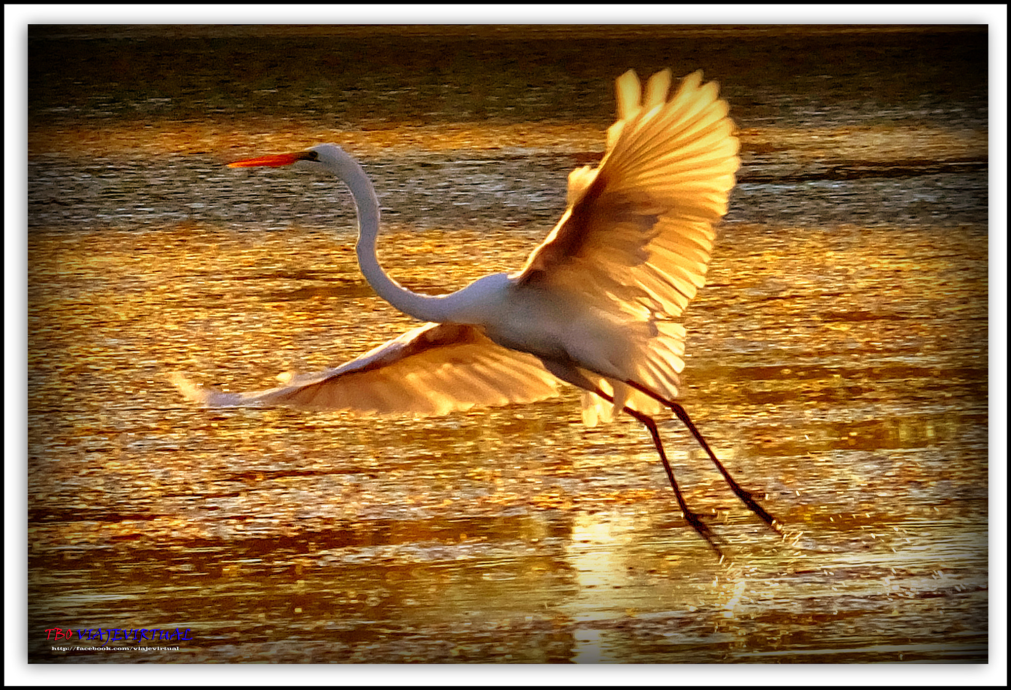 Fujifilm FinePix F850EXR sample photo. Great egret. casmerodius albus. photography