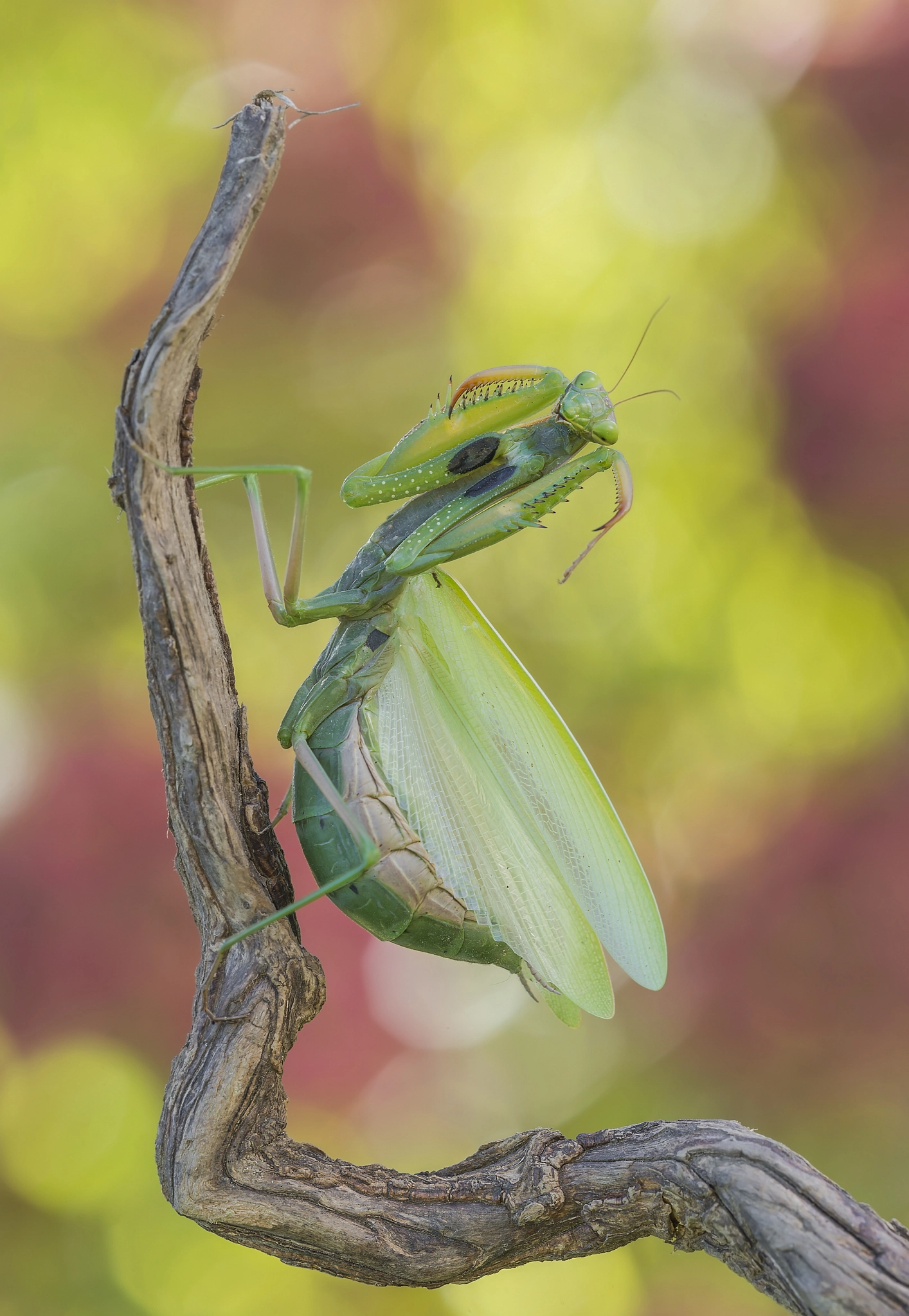 Sigma 150mm F2.8 EX DG Macro HSM sample photo. Mantis attack photography