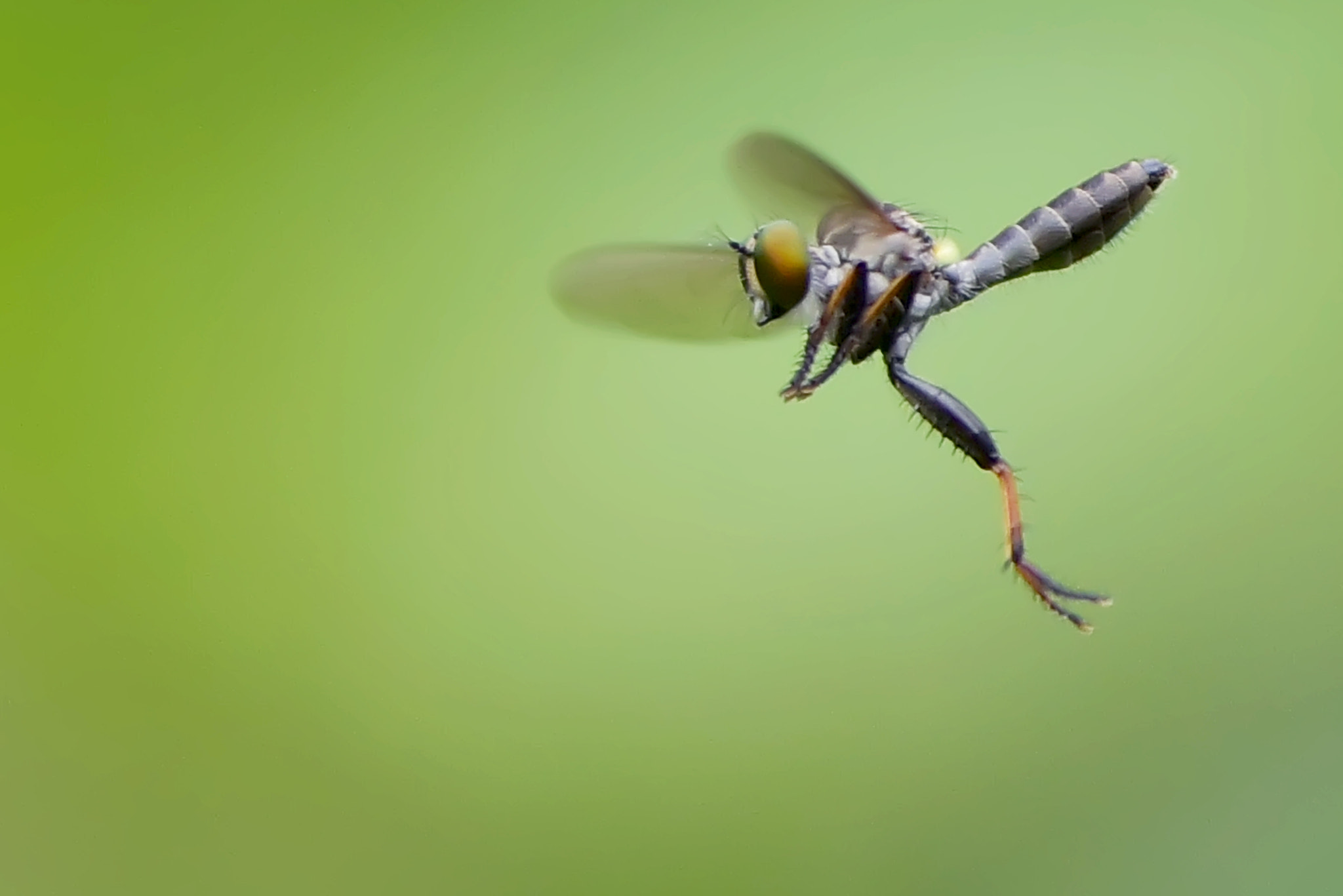 Nikon D750 sample photo. Mini robberfly photography