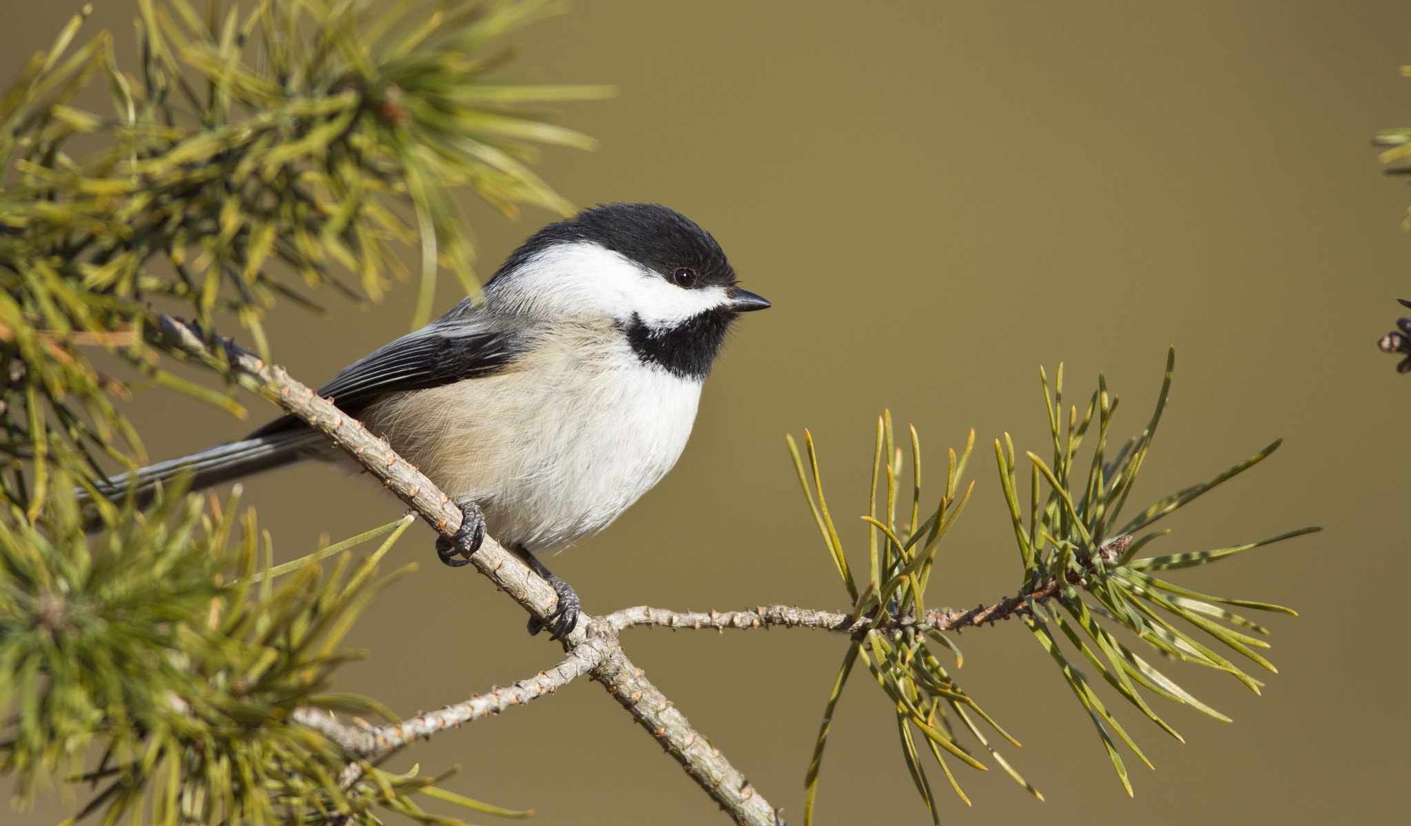 Canon EOS-1D Mark IV + Canon EF 600mm f/4L IS sample photo. Black capped chicadee photography