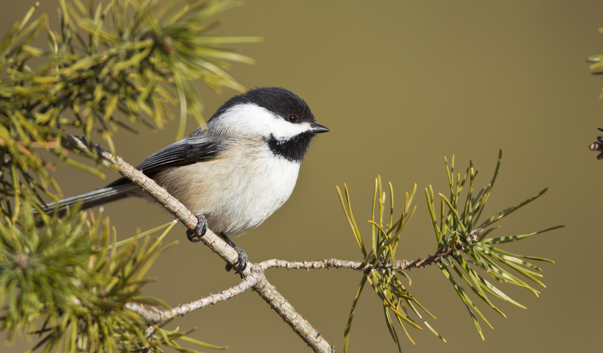 Canon EF 600mm f/4L IS sample photo. Black capped chicadee photography