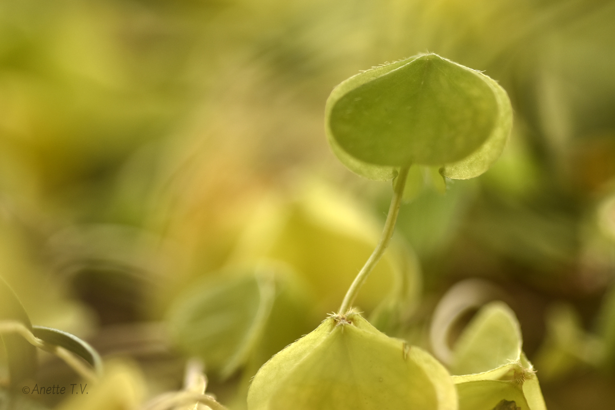 Nikon AF-S Micro-Nikkor 105mm F2.8G IF-ED VR sample photo. Under big trees.. photography