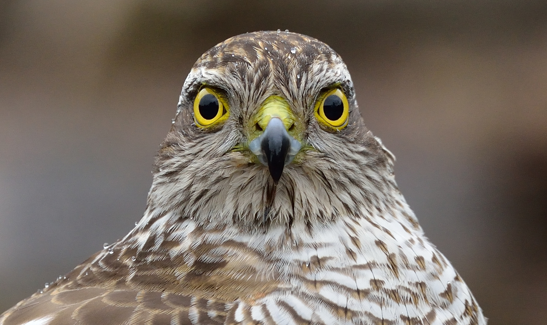 Nikon D600 + Nikon AF-S Nikkor 500mm F4G ED VR sample photo. Sperwer photography