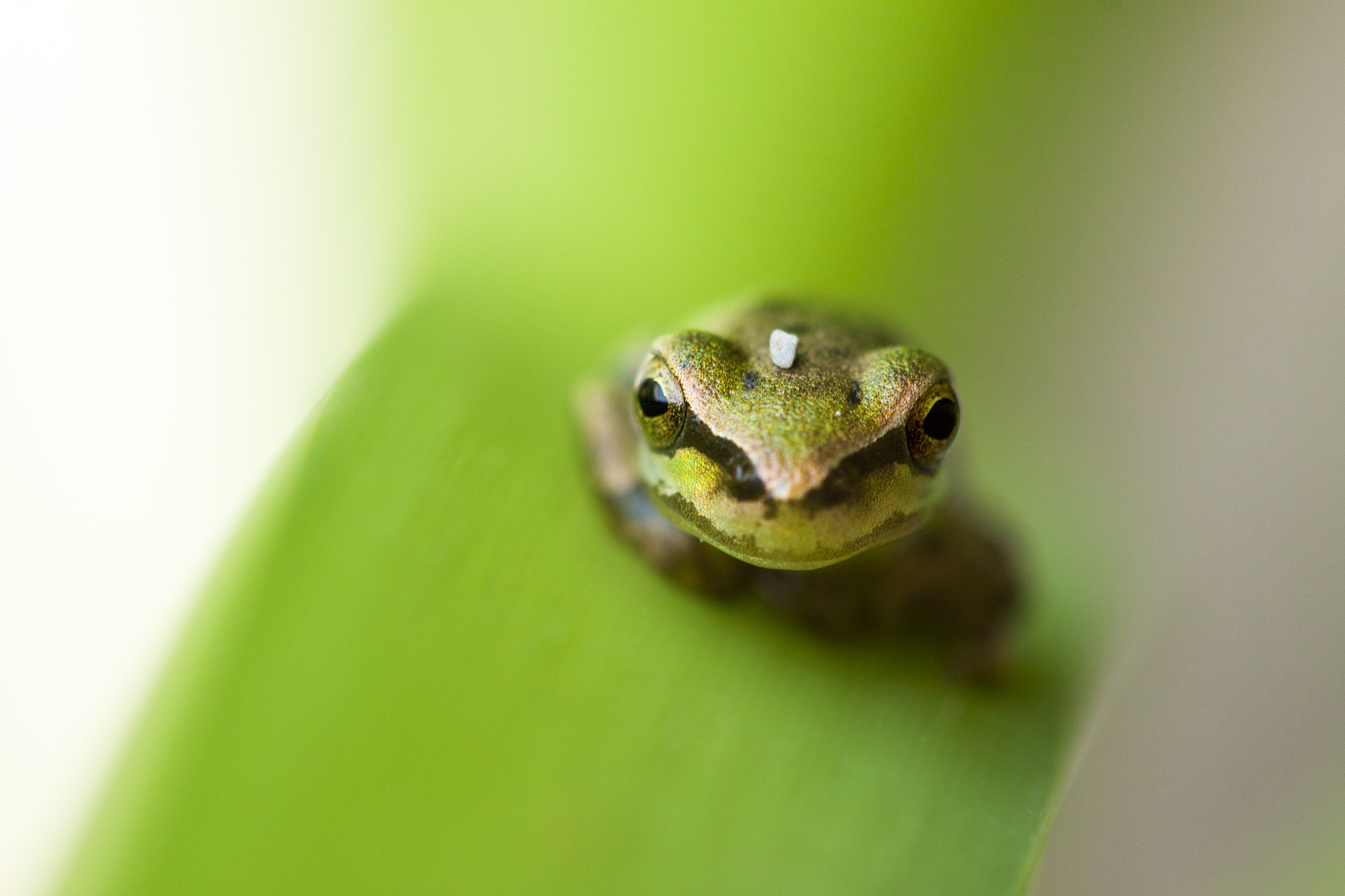 Canon EF 100mm F2.8 Macro USM sample photo. Frog photography