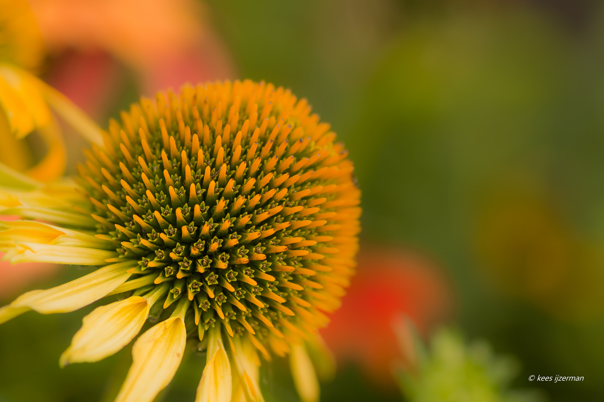 Sony SLT-A77 + Sony 100mm F2.8 Macro sample photo. Maui sunshine photography