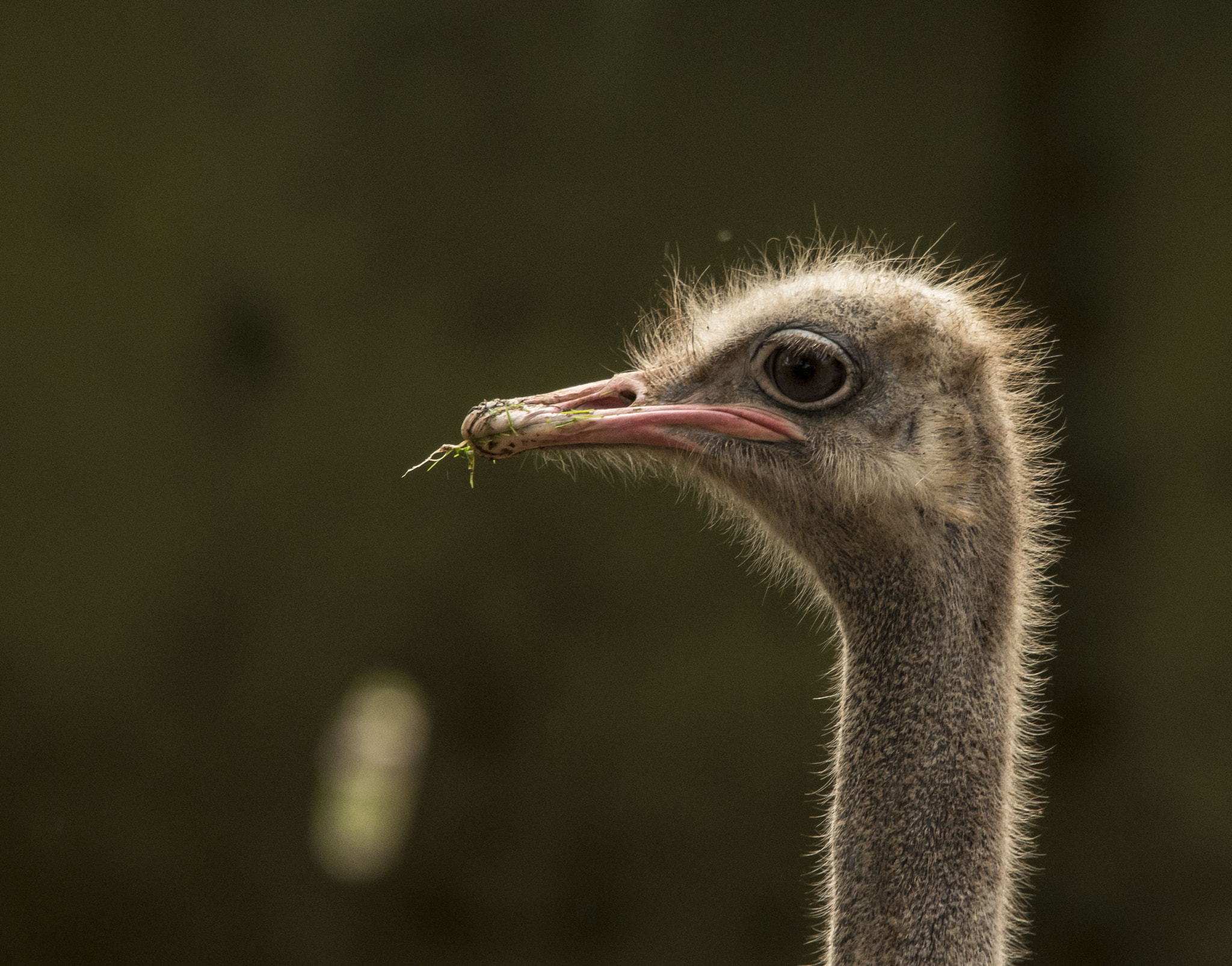 Pentax K-5 II + Sigma 70-200mm F2.8 EX DG Macro HSM II sample photo. Ostrich photography