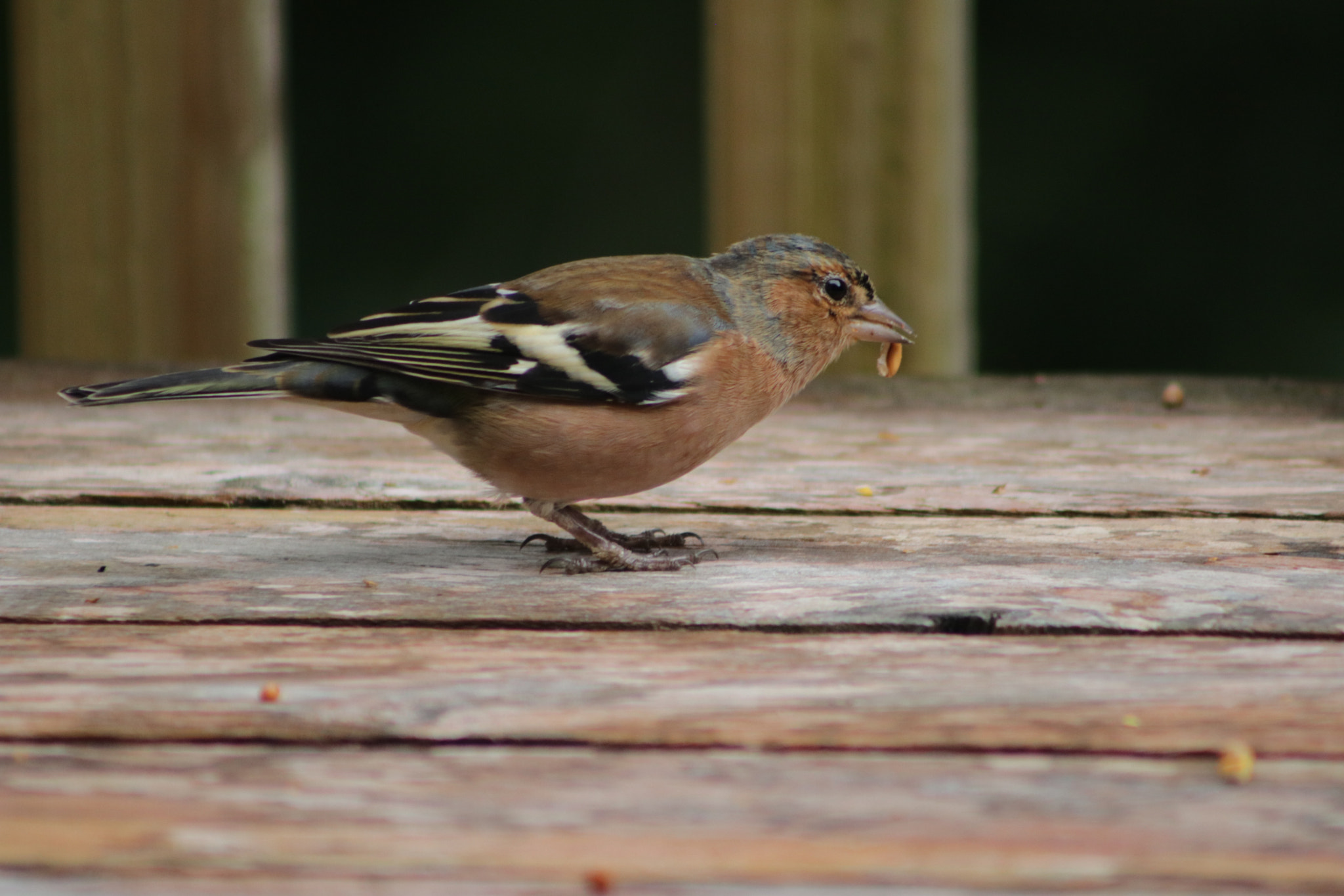 Canon EOS 760D (EOS Rebel T6s / EOS 8000D) sample photo. Chaffinch photography